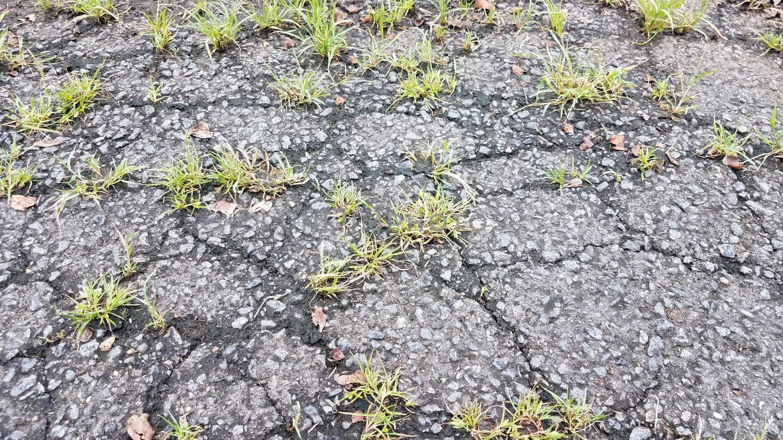 grass weeds growing in cracks in asphalt on ground