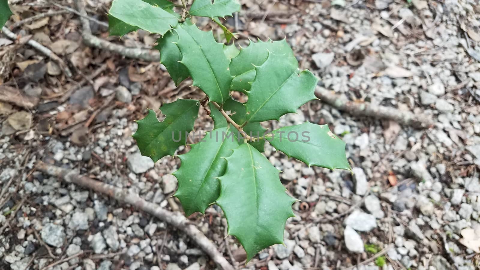 sharp spikes or thorns on green holly leaves