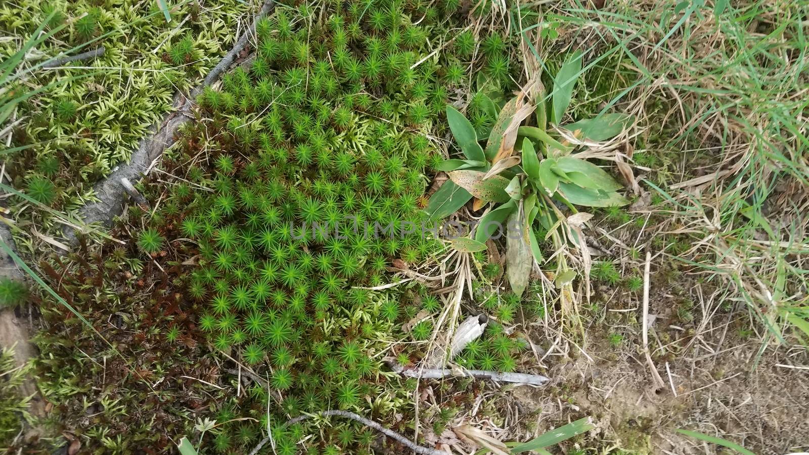 green moss and weeds and grass on ground or lawn