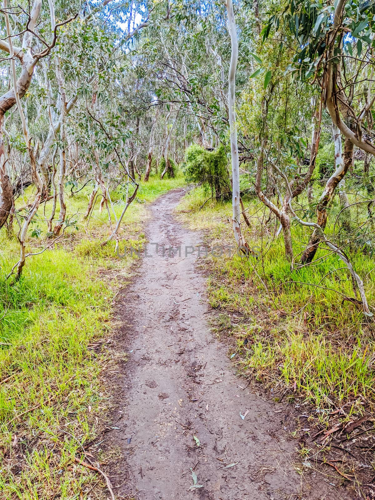 Walk and bike trails with Australian bush setting in Macleod in northern Melbourne in Victoria, Australia