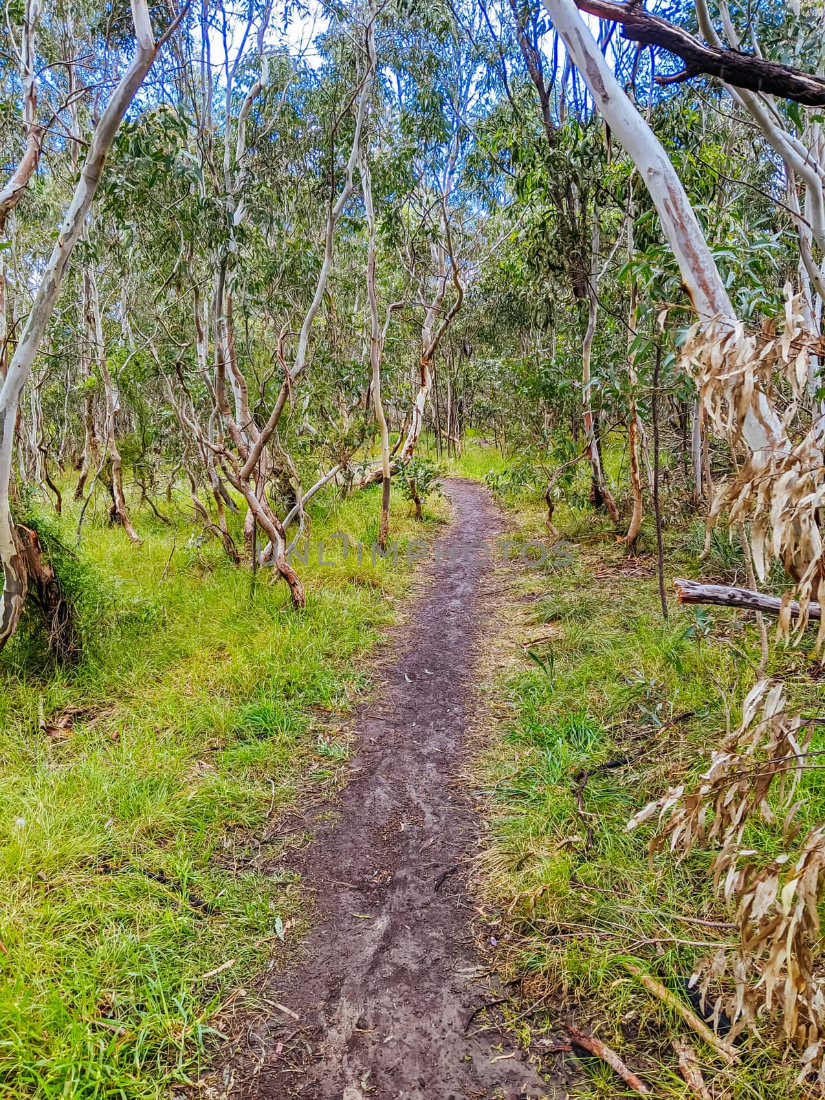 Walk and bike trails with Australian bush setting in Macleod in northern Melbourne in Victoria, Australia