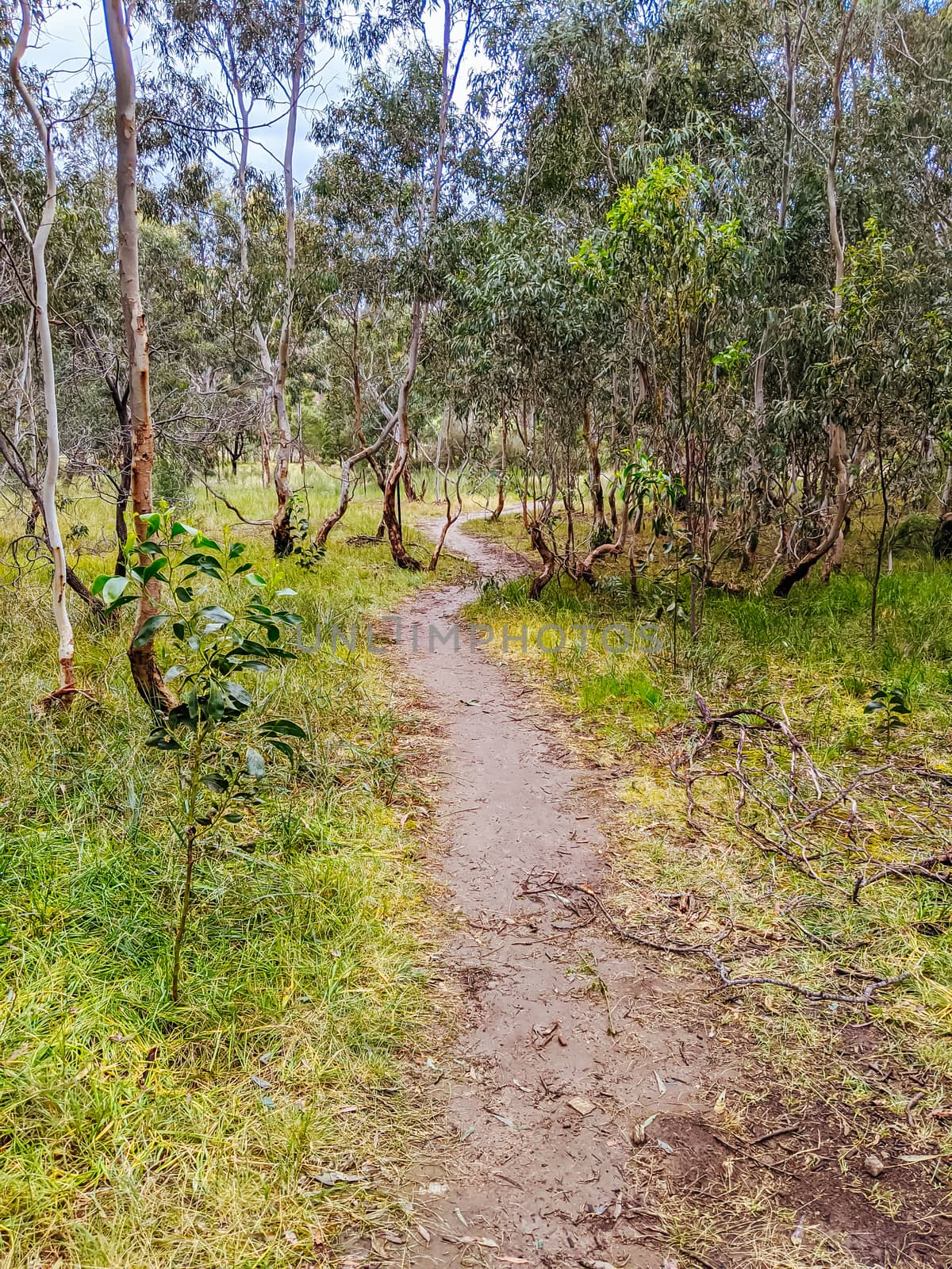 Australian Bush and Walking Path by FiledIMAGE