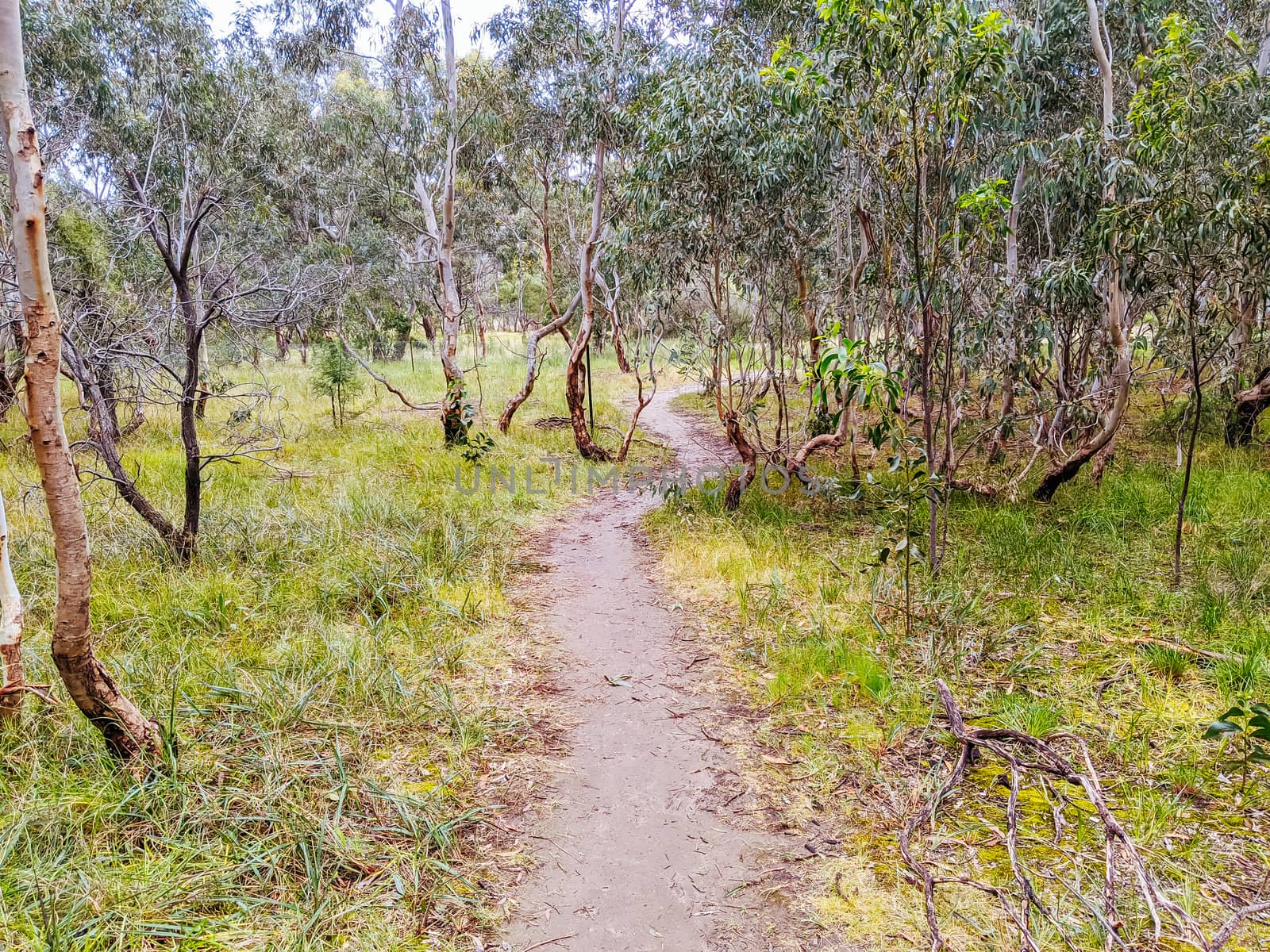 Walk and bike trails with Australian bush setting in Macleod in northern Melbourne in Victoria, Australia