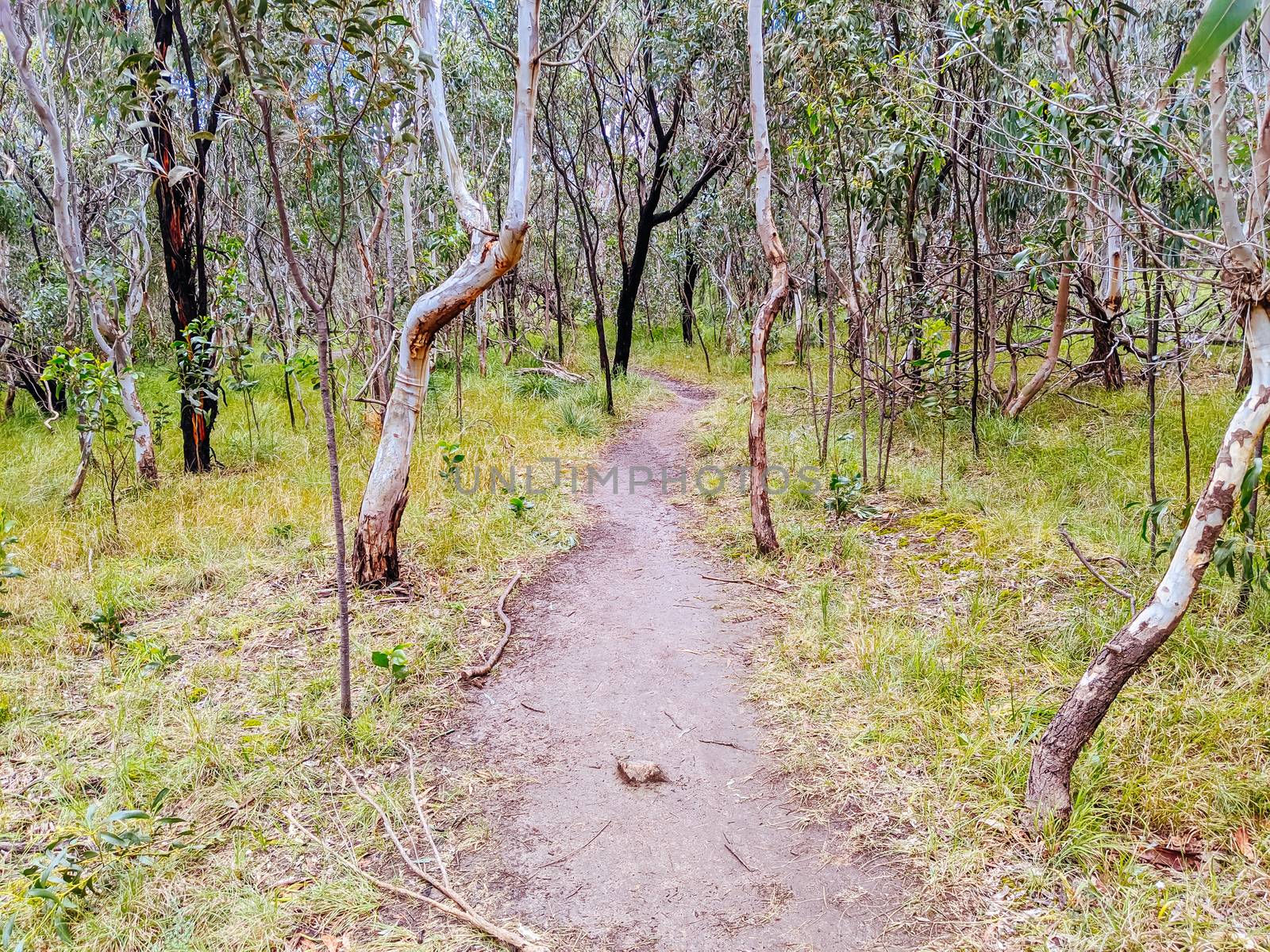 Australian Bush and Walking Path by FiledIMAGE
