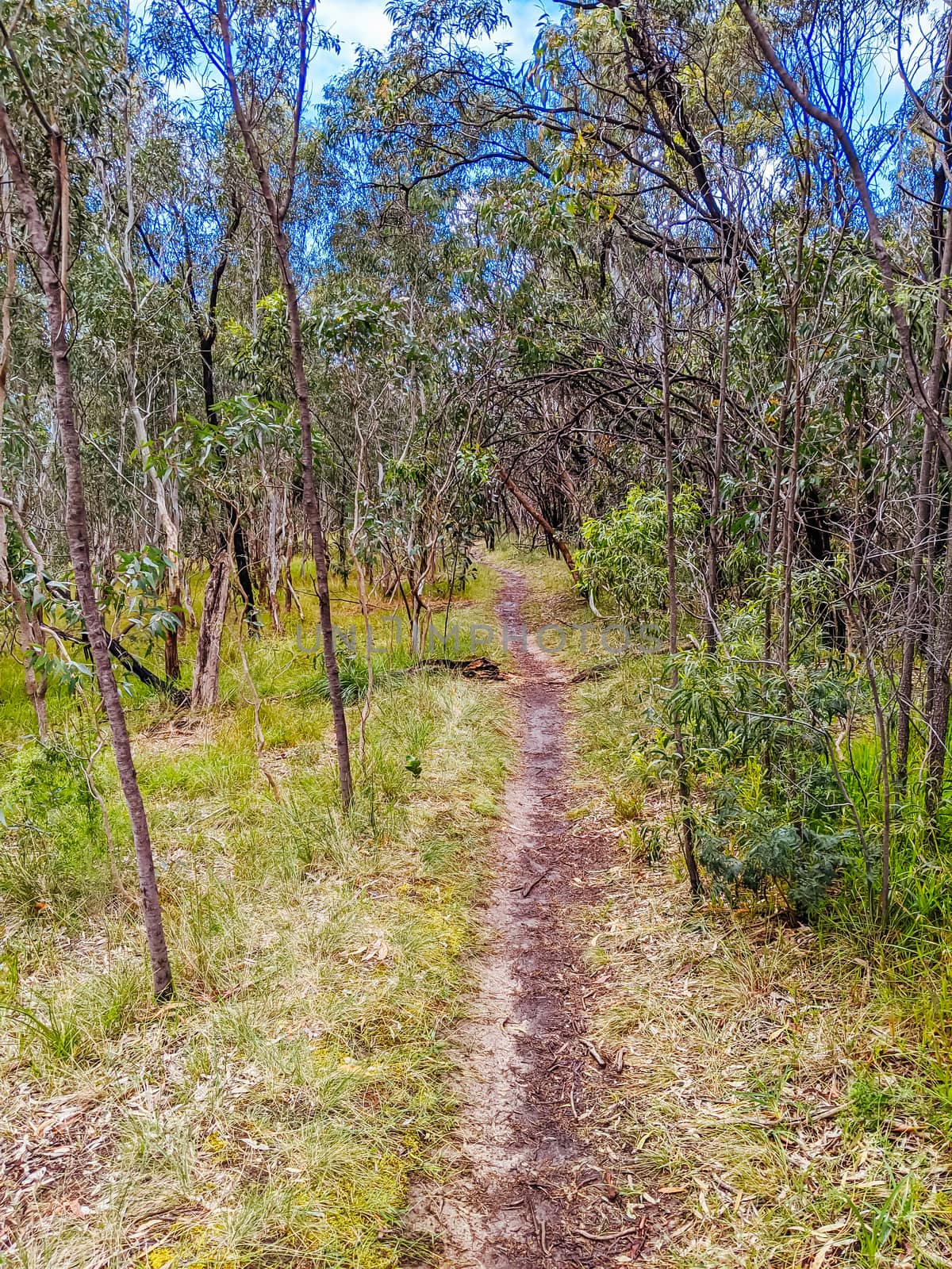 Walk and bike trails with Australian bush setting in Macleod in northern Melbourne in Victoria, Australia