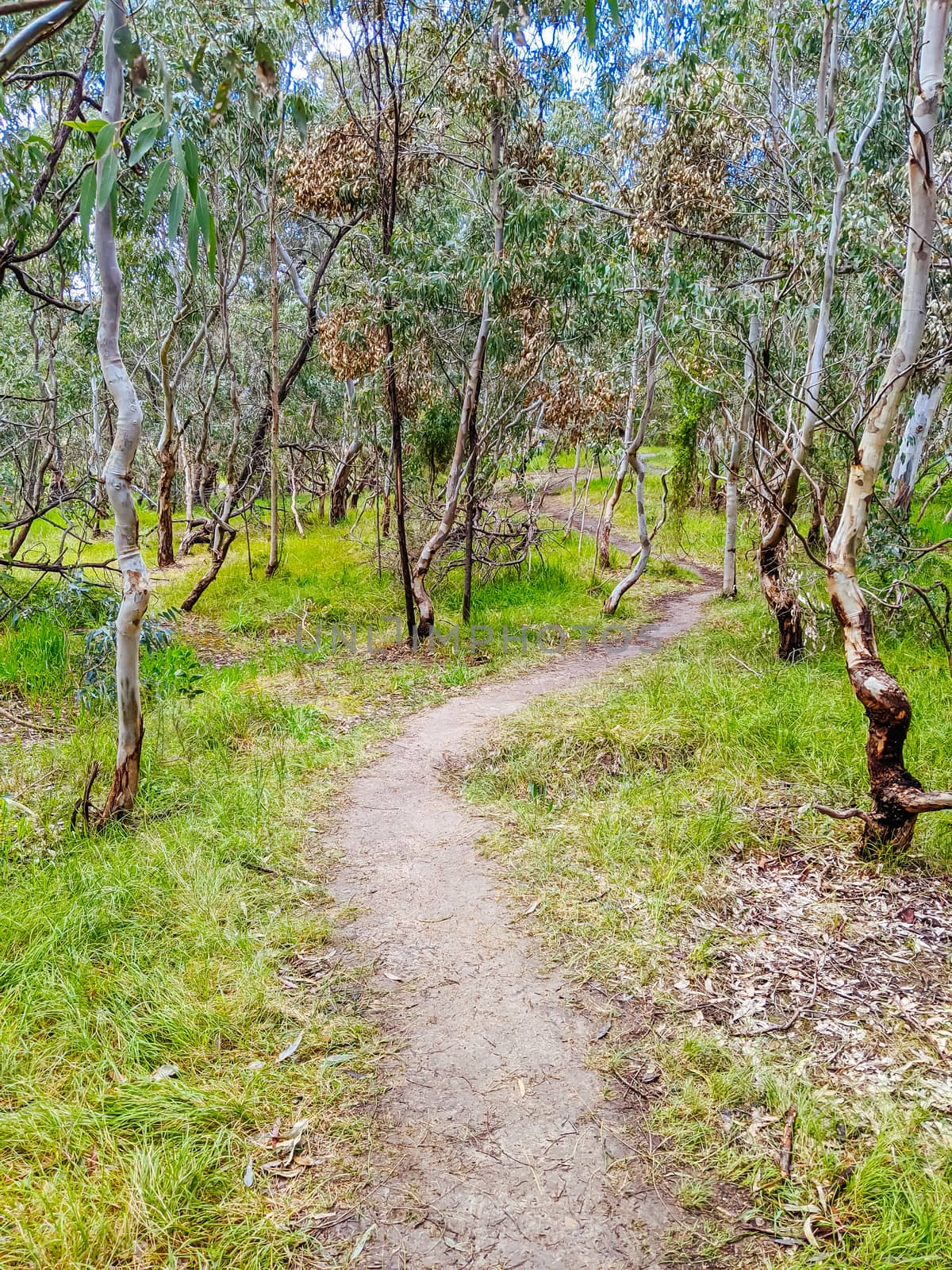 Walk and bike trails with Australian bush setting in Macleod in northern Melbourne in Victoria, Australia