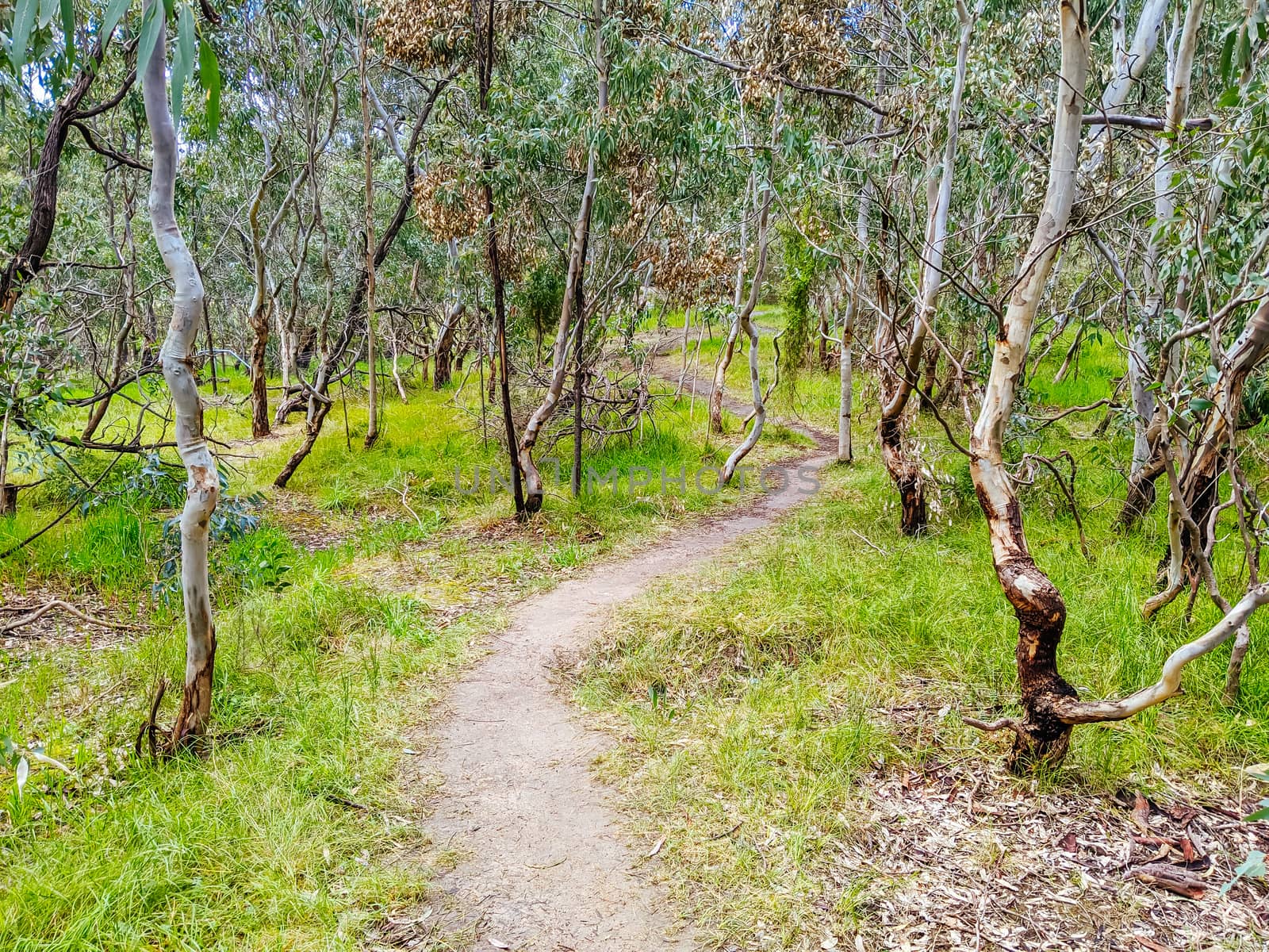 Walk and bike trails with Australian bush setting in Macleod in northern Melbourne in Victoria, Australia