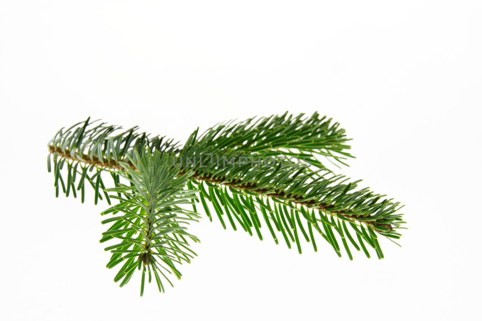 A green spruce branch on a white background . Texture or background. by Mastak80