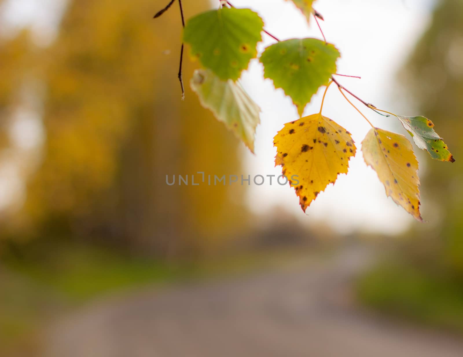 Yellow and green autumn birch leaves in a beautiful place in nature by AnatoliiFoto