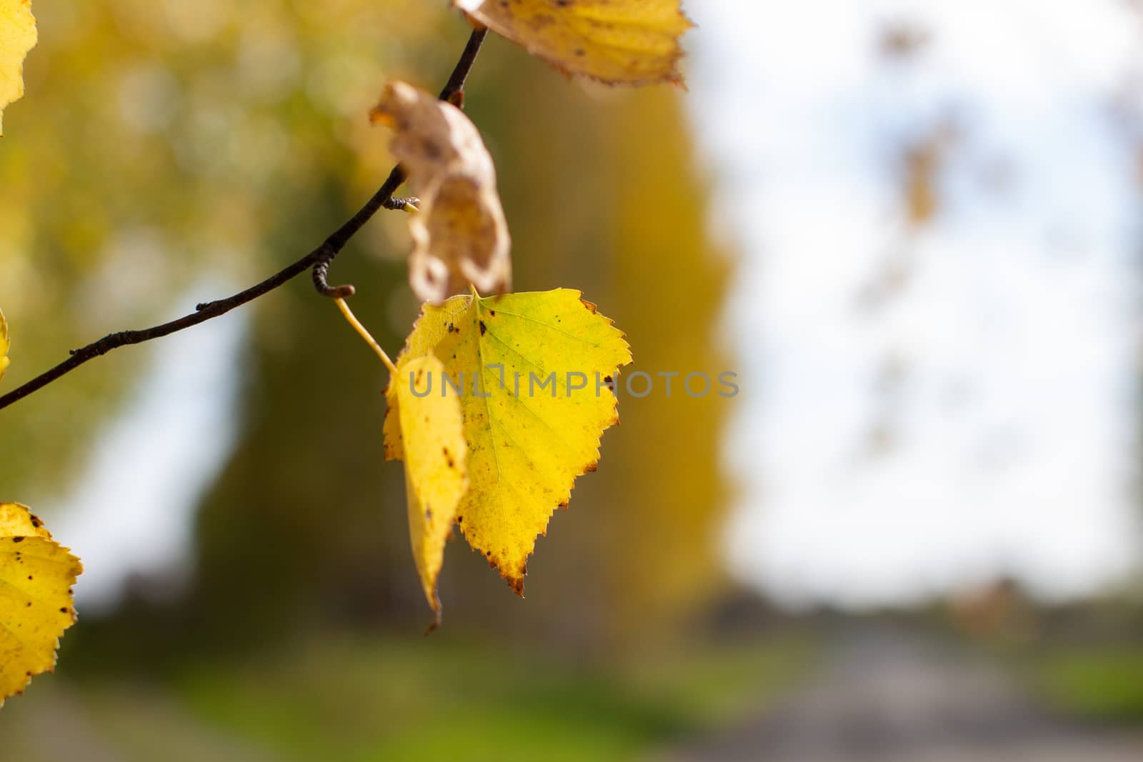 Yellow and green autumn birch leaves in a beautiful place in nature by AnatoliiFoto