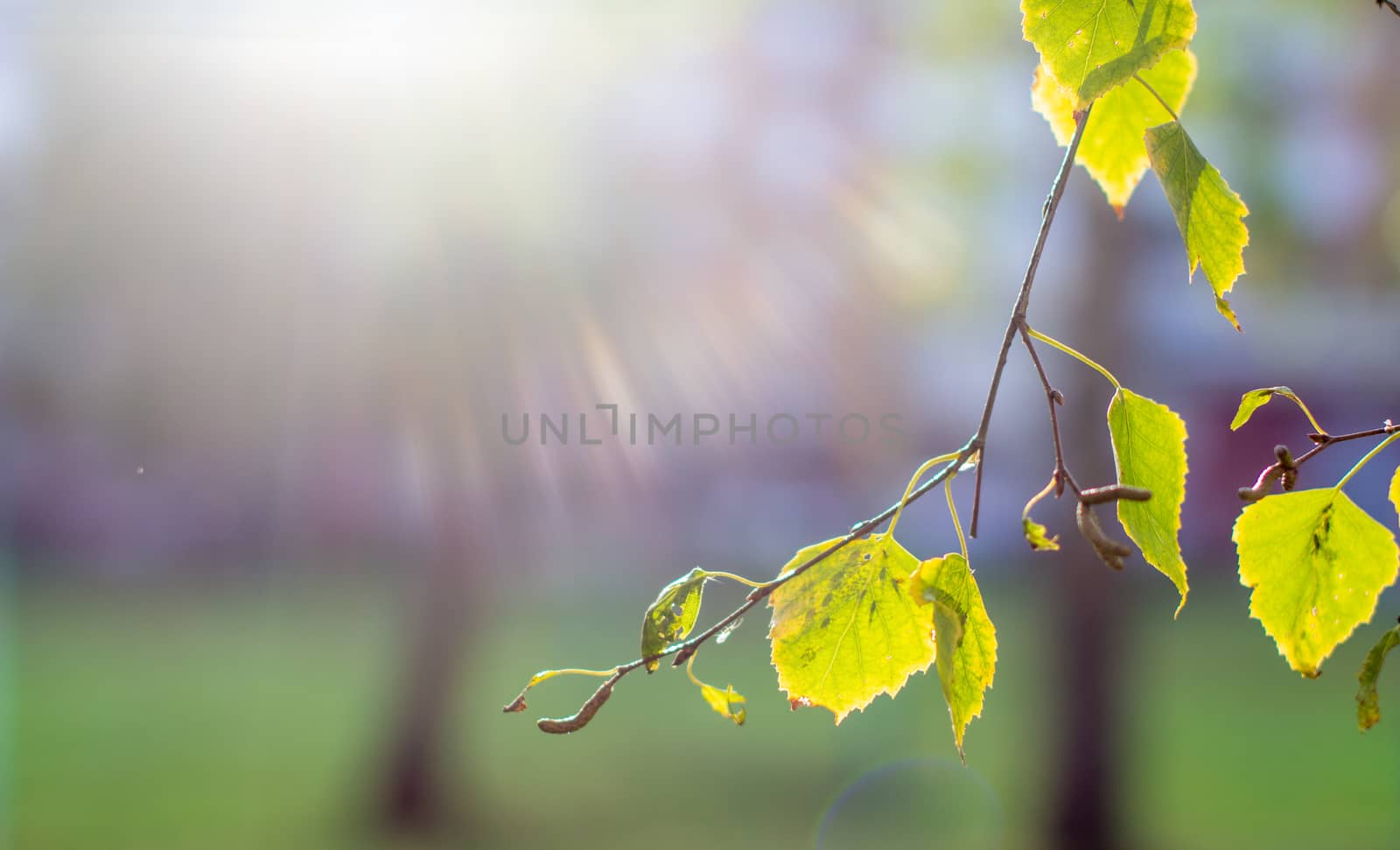 Yellow and green autumn birch leaves on a twig against the sun. Birch tree in autumn
