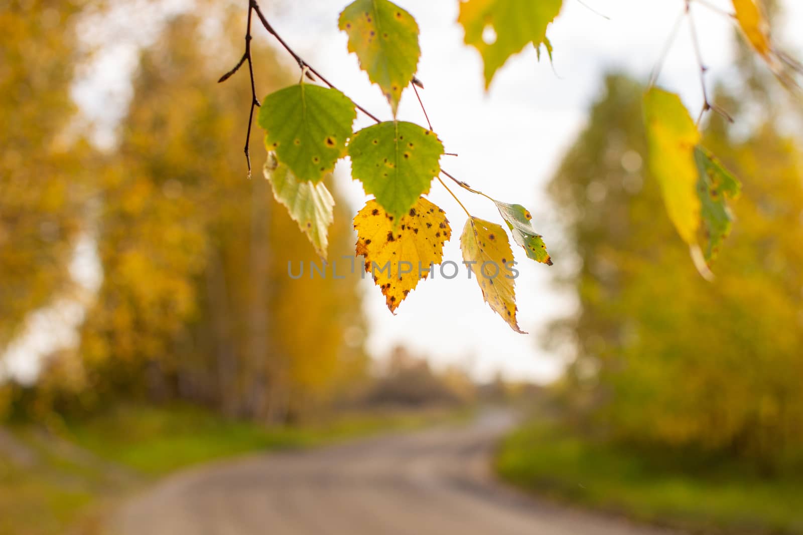 Yellow and green autumn birch leaves in a beautiful place in nature by AnatoliiFoto