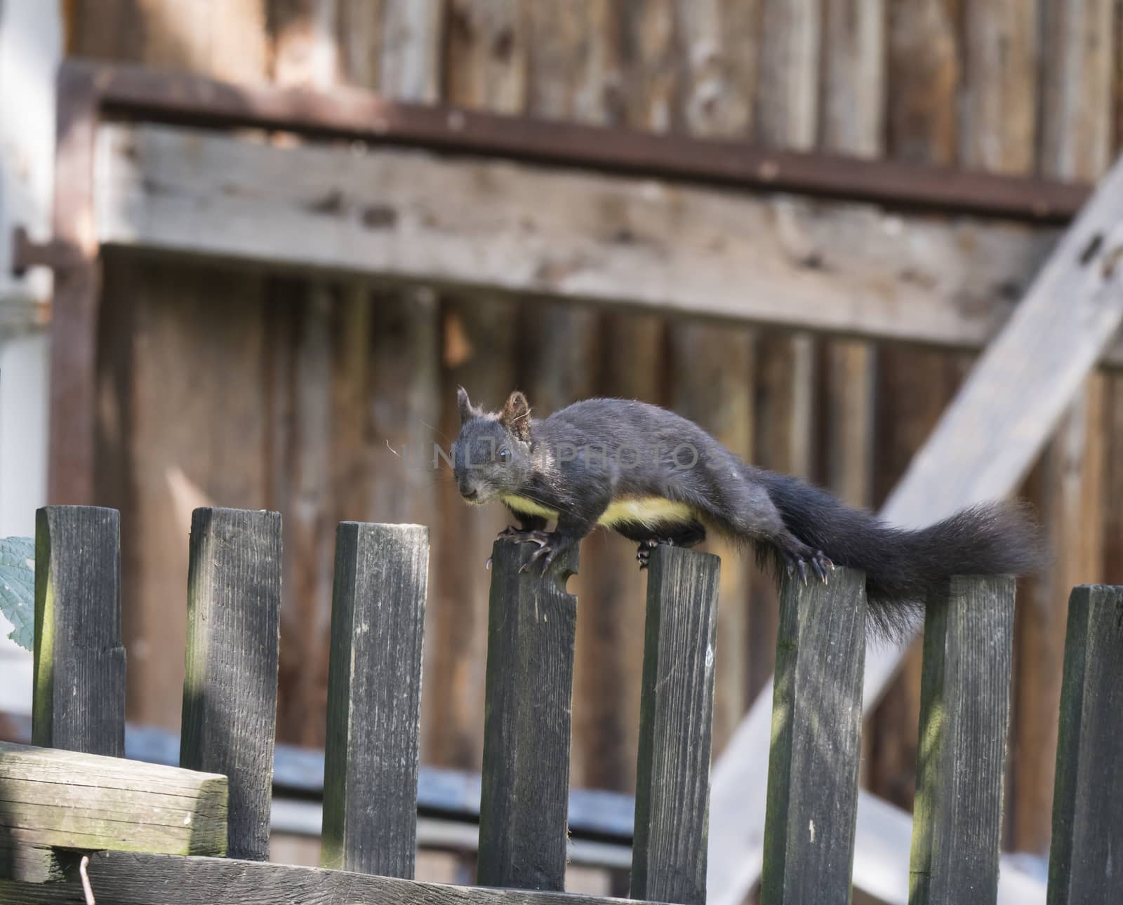 Close up Black squirrel, Sciurus vulgaris climbing on wooden fence paling. Selective focus, copy space.
