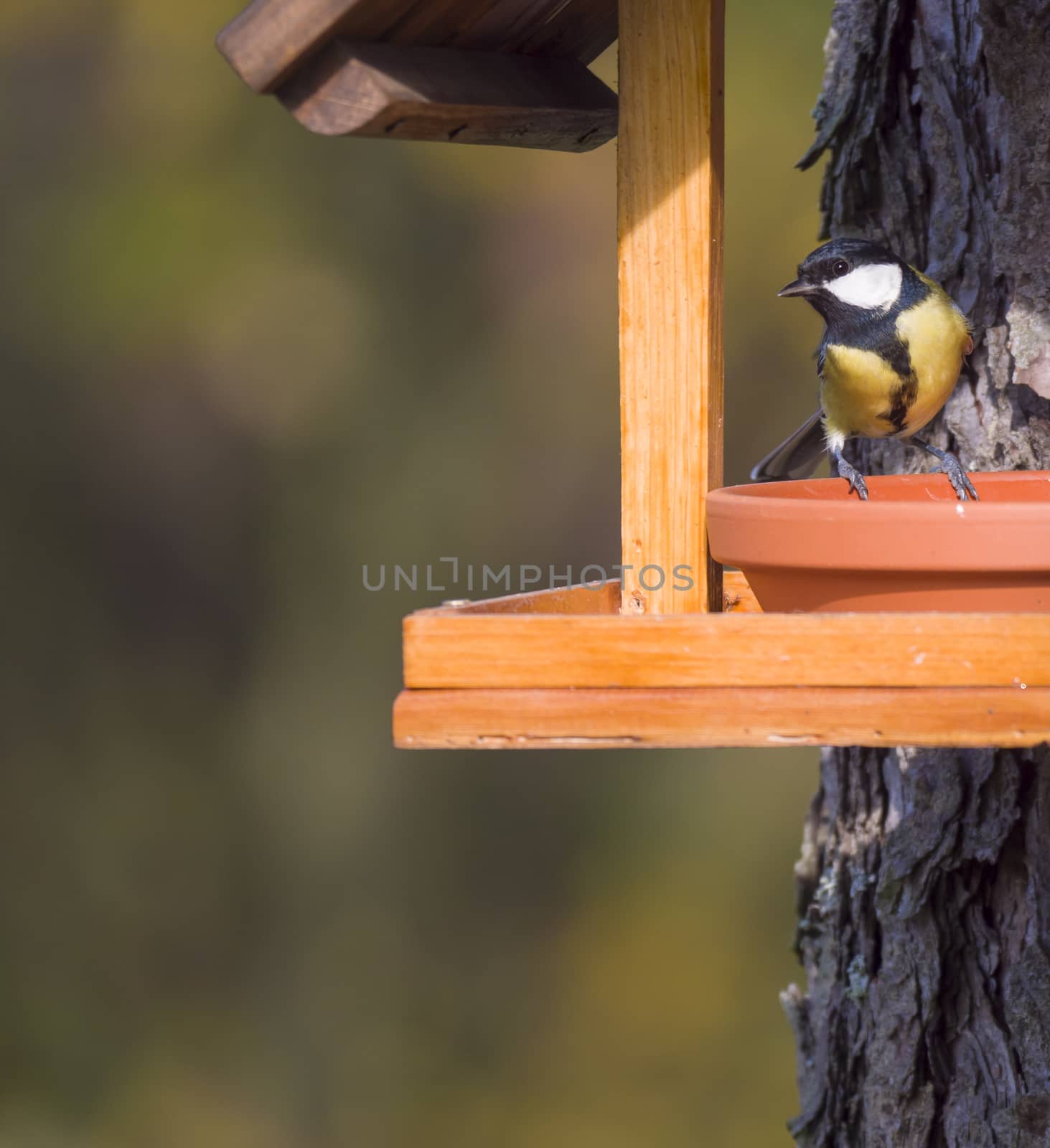 Close up Great tit, Parus major bird perched on the bird feeder table with sunflower seed. Bird feeding concept. Selective focus. by Henkeova