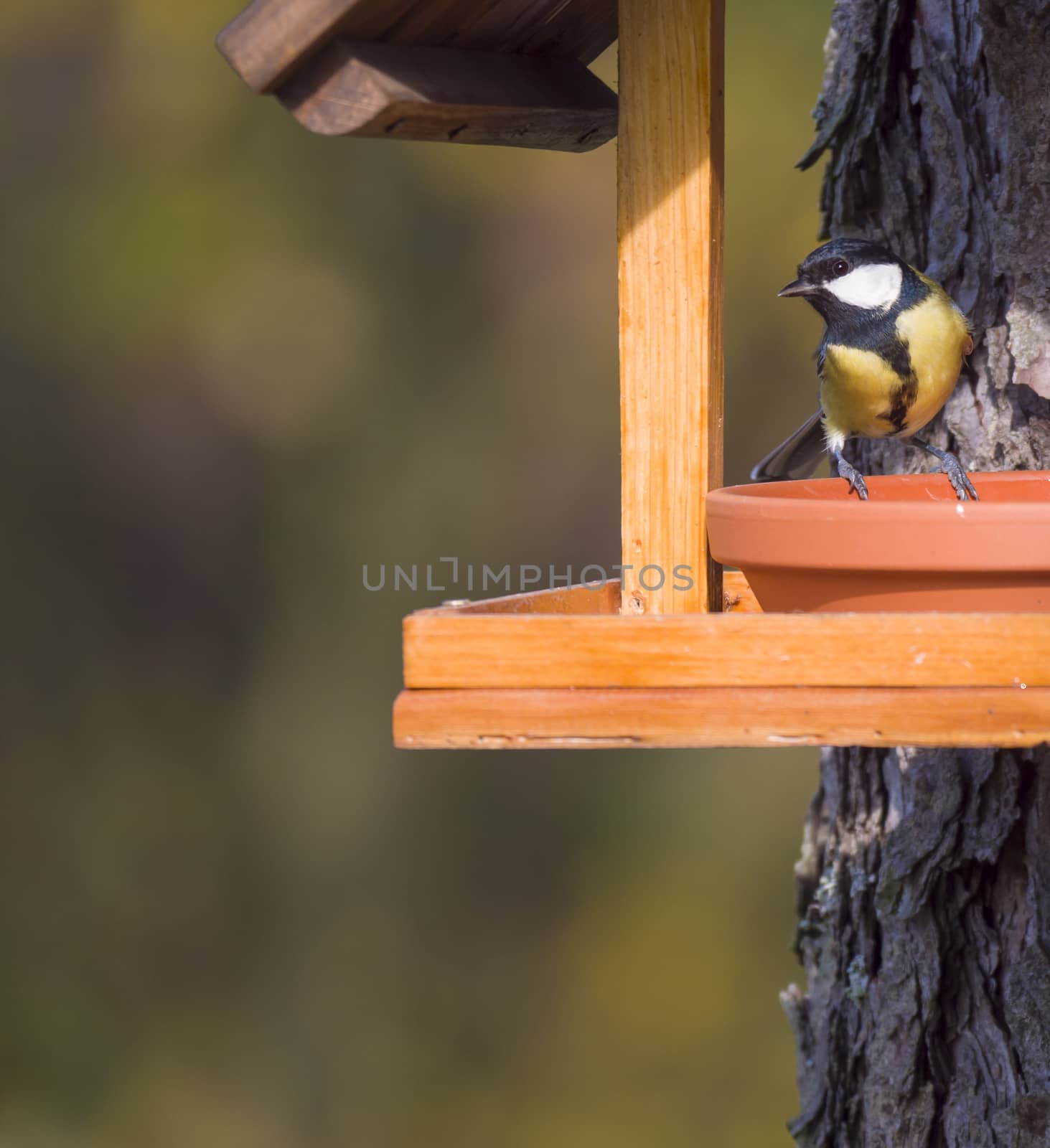 Close up Great tit, Parus major bird perched on the bird feeder table with sunflower seed. Bird feeding concept. Selective focus