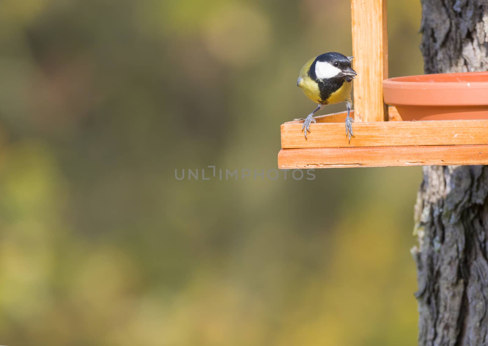 Close up Great tit, Parus major bird perched on the bird feeder table with sunflower seed. Bird feeding concept. Selective focus. by Henkeova