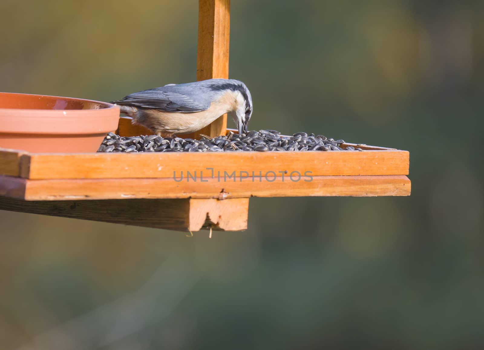 Close up wood Nuthatch or Eurasian nuthatch, Sitta europaea perched on the bird feeder table with sunflower seed. Bird feeding concept by Henkeova