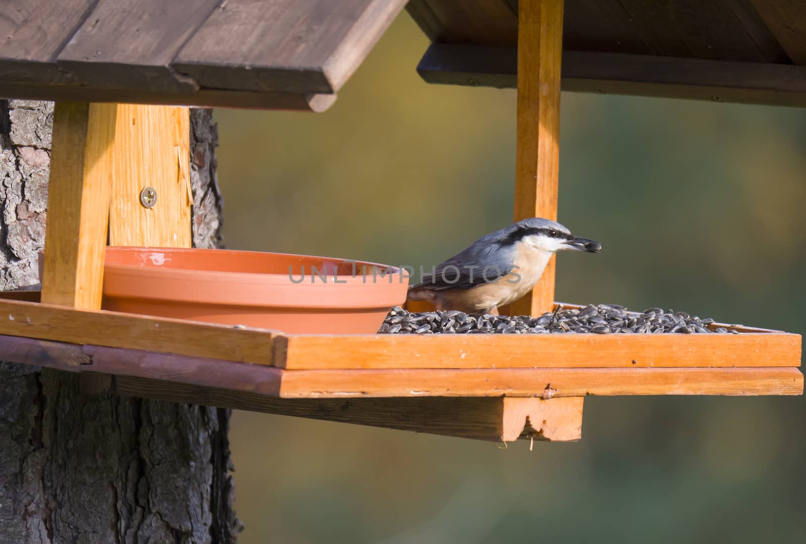 Close up wood Nuthatch or Eurasian nuthatch, Sitta europaea perched on the bird feeder table with sunflower seed. Bird feeding concept.