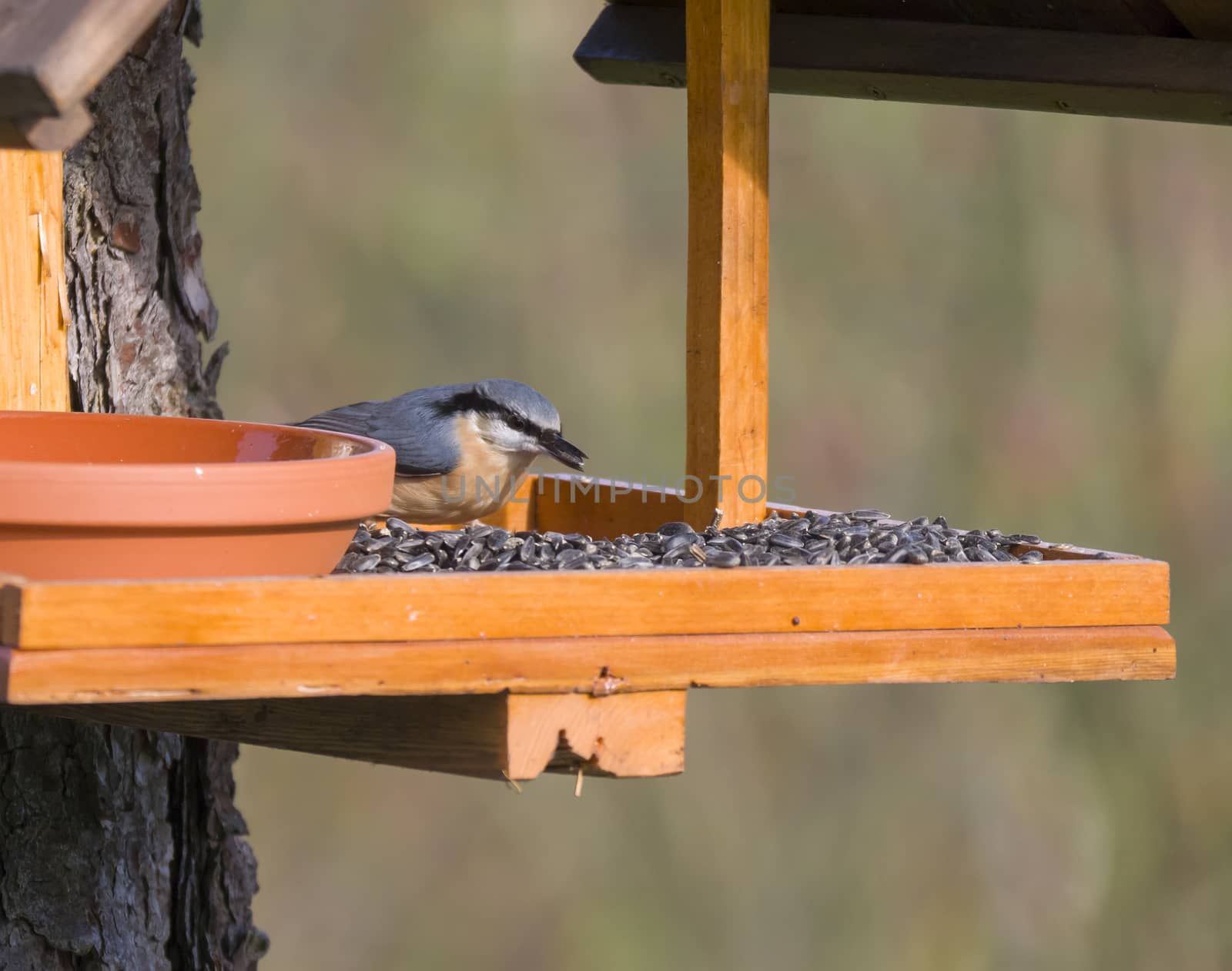 Close up wood Nuthatch or Eurasian nuthatch, Sitta europaea perched on the bird feeder table with sunflower seed. Bird feeding concept.