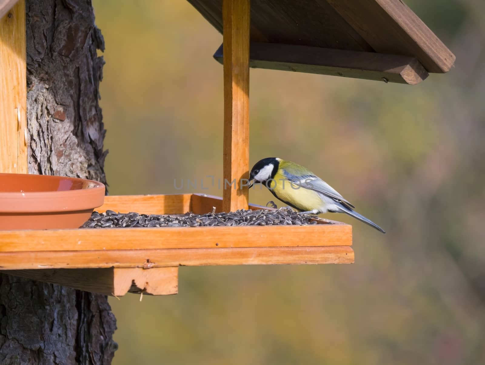 Close up Great tit, Parus major bird perched on the bird feeder table with sunflower seed. Bird feeding concept. Selective focus. by Henkeova