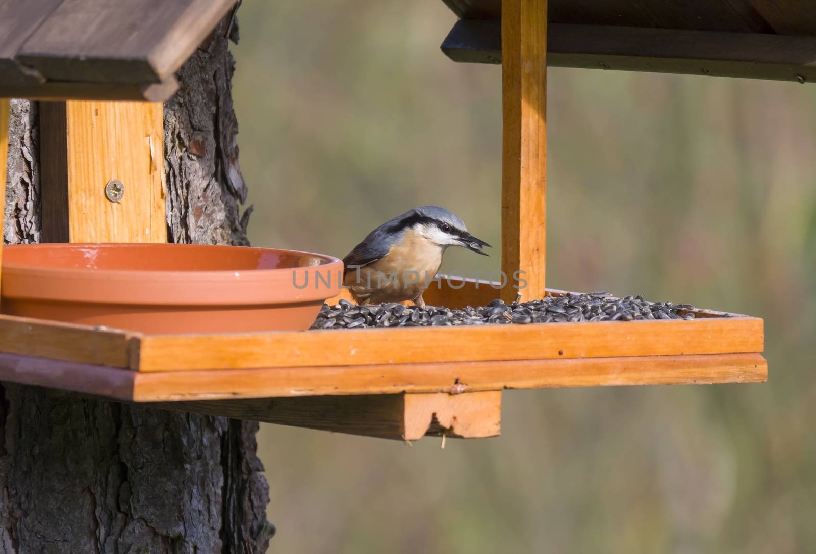 Close up wood Nuthatch or Eurasian nuthatch, Sitta europaea perched on the bird feeder table with sunflower seed. Bird feeding concept by Henkeova