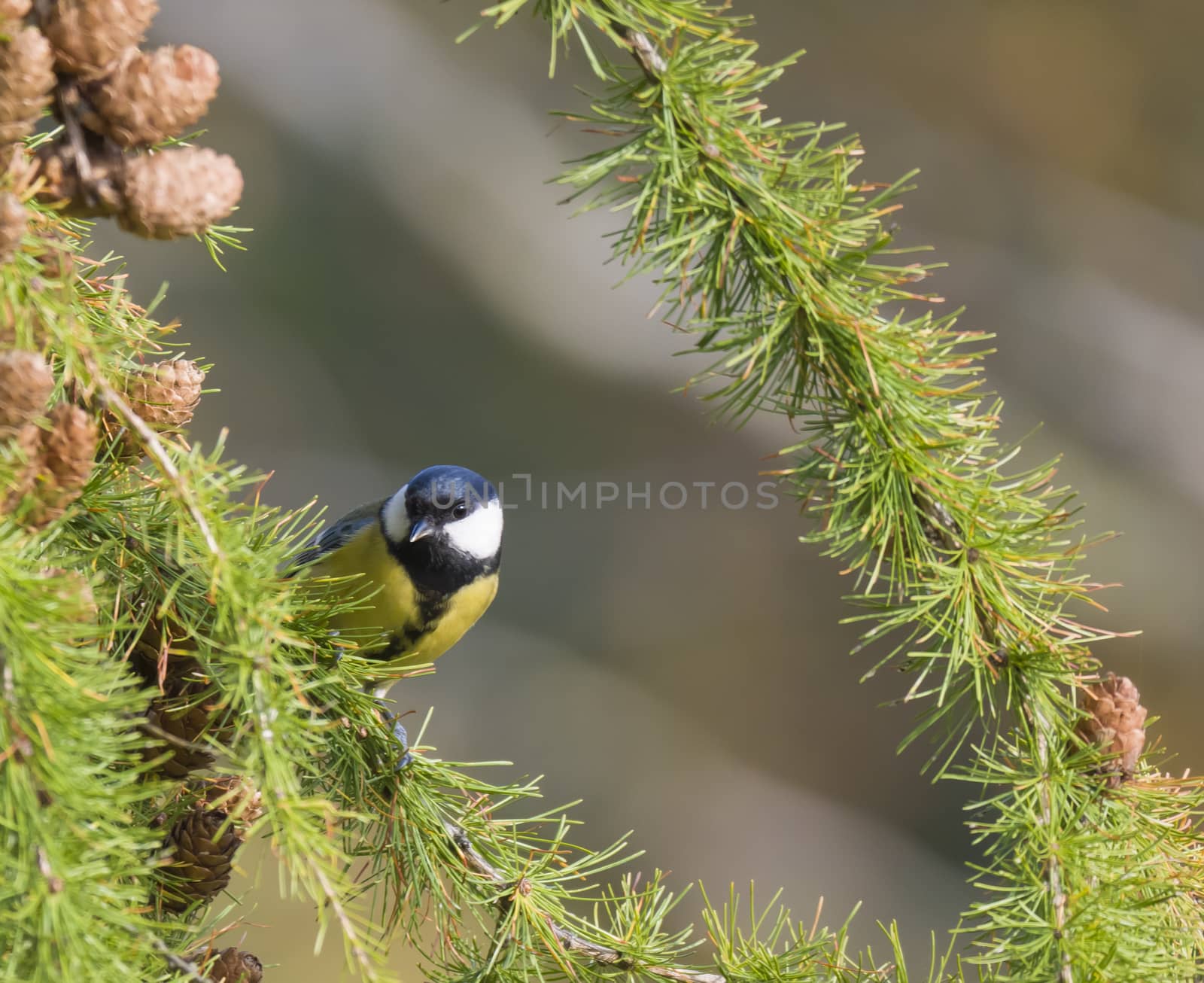 Close up Great tit, Parus major bird perched on lush geen larch tree branch, bokeh background, copy space