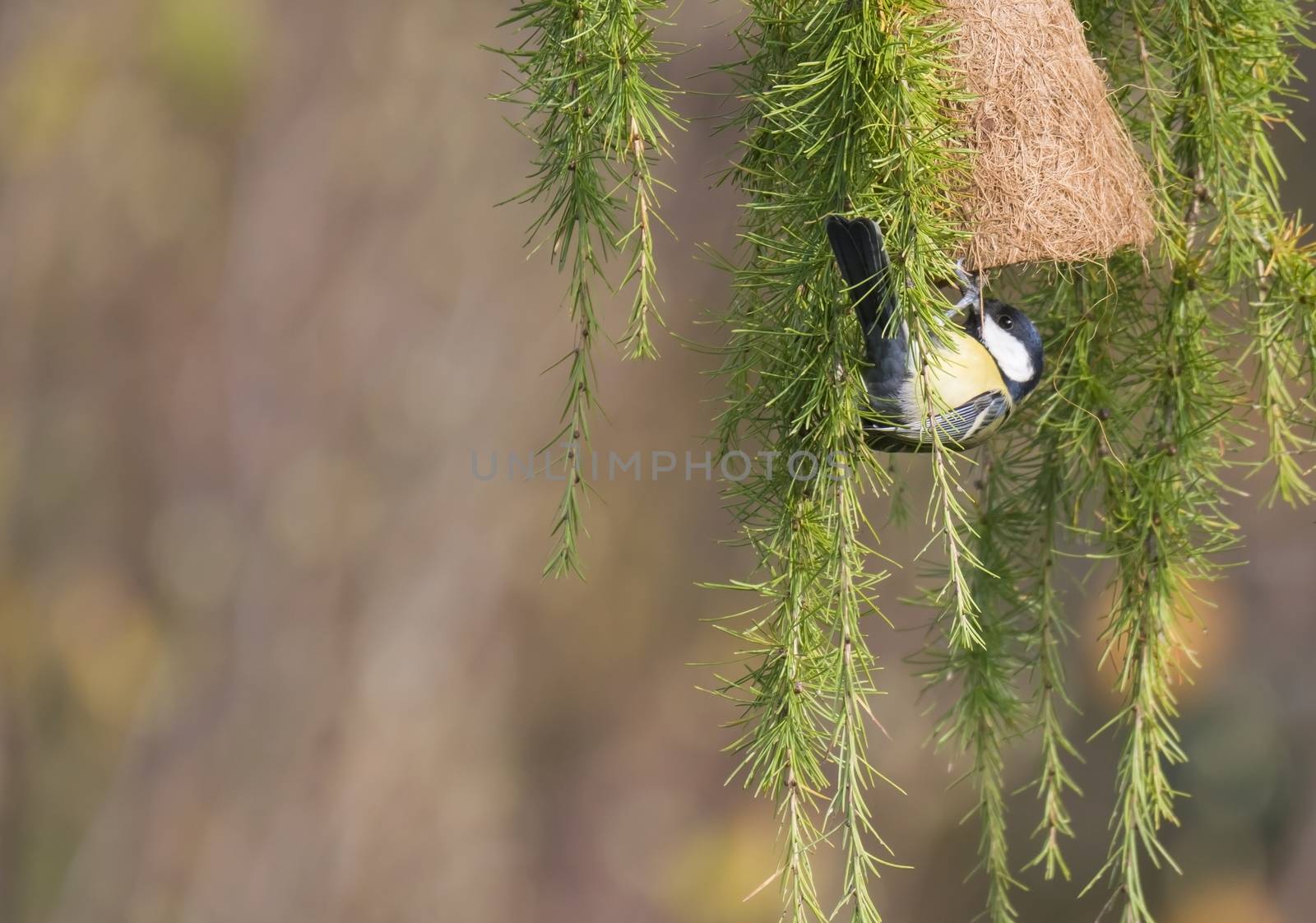 Close up Great tit, Parus major bird perched on lush geen larch tree branch with feeder, bokeh background, copy space. by Henkeova