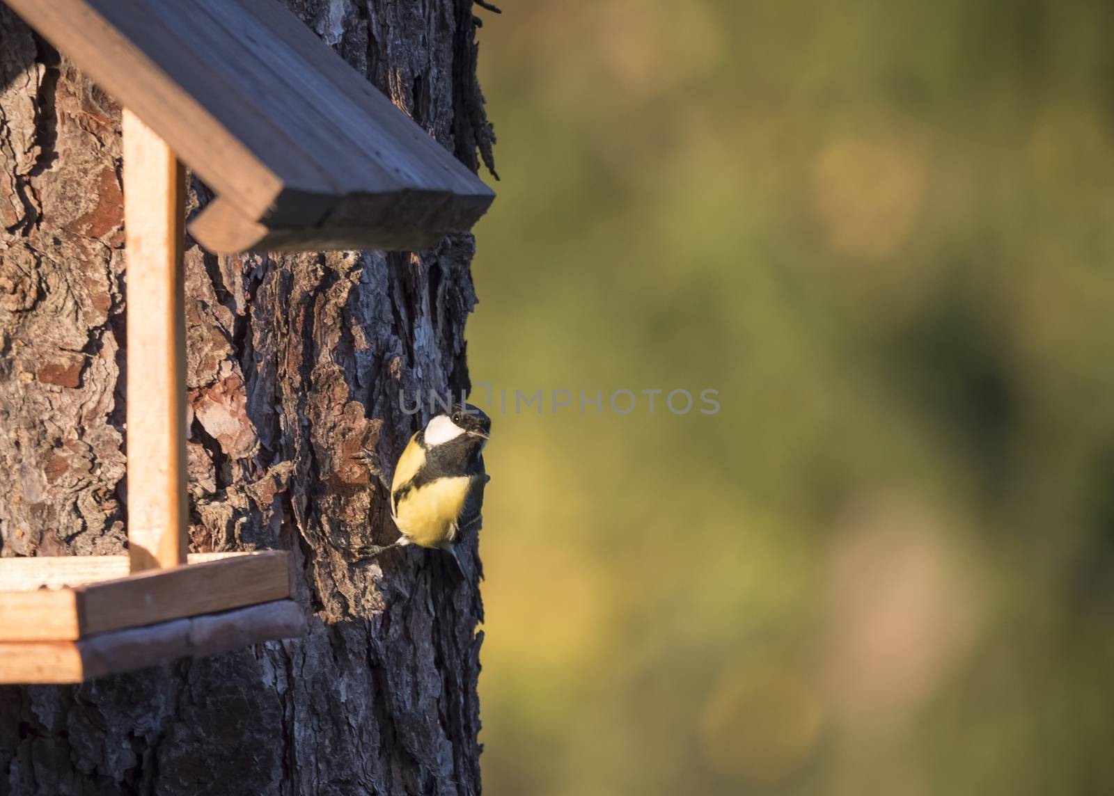 Close up Great tit, Parus major bird perched on the bird feeder table with sunflower seed. Bird feeding concept. Selective focus. by Henkeova