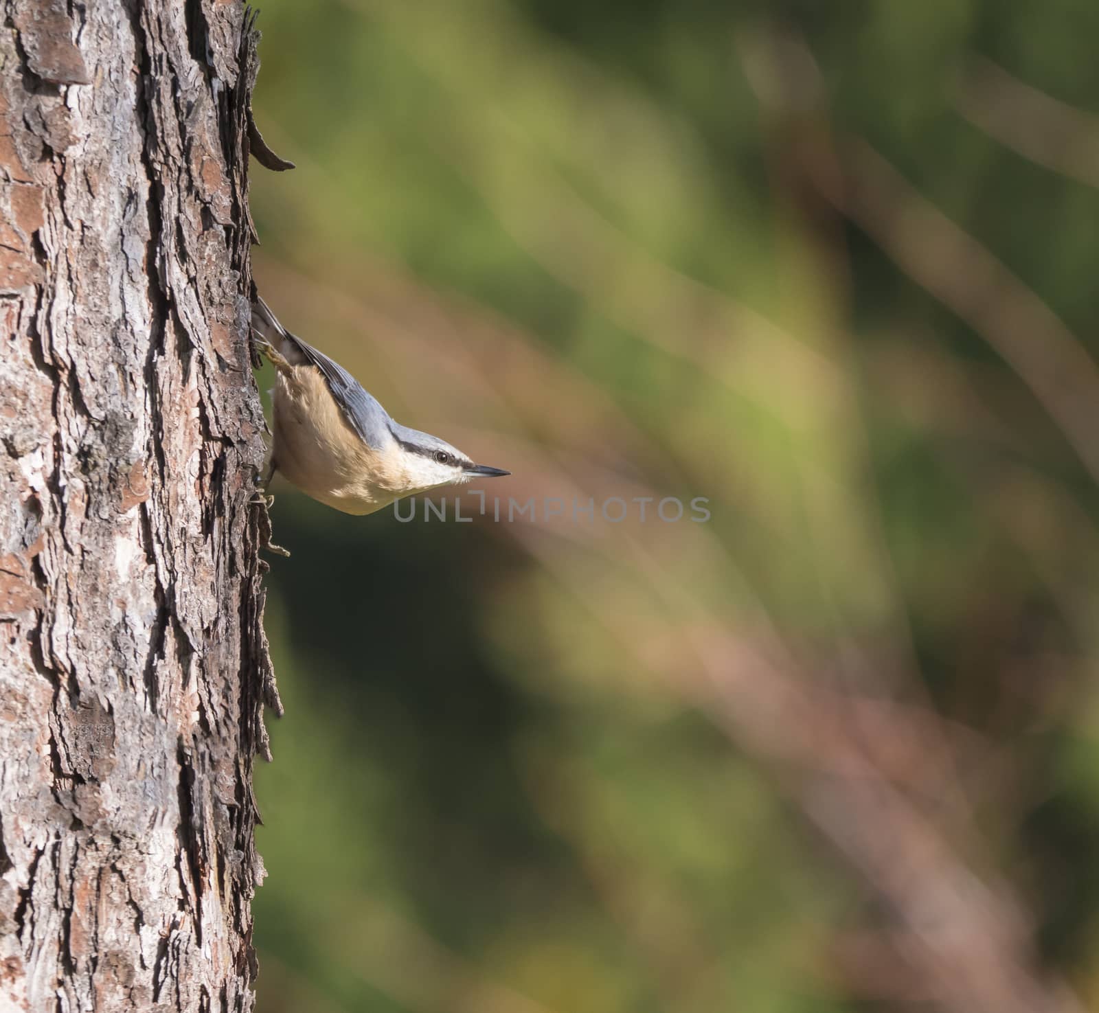 Close up wood Nuthatch or Eurasian nuthatch, climbing on larch tree trunk with head down. Green bokeh background, copy space. by Henkeova