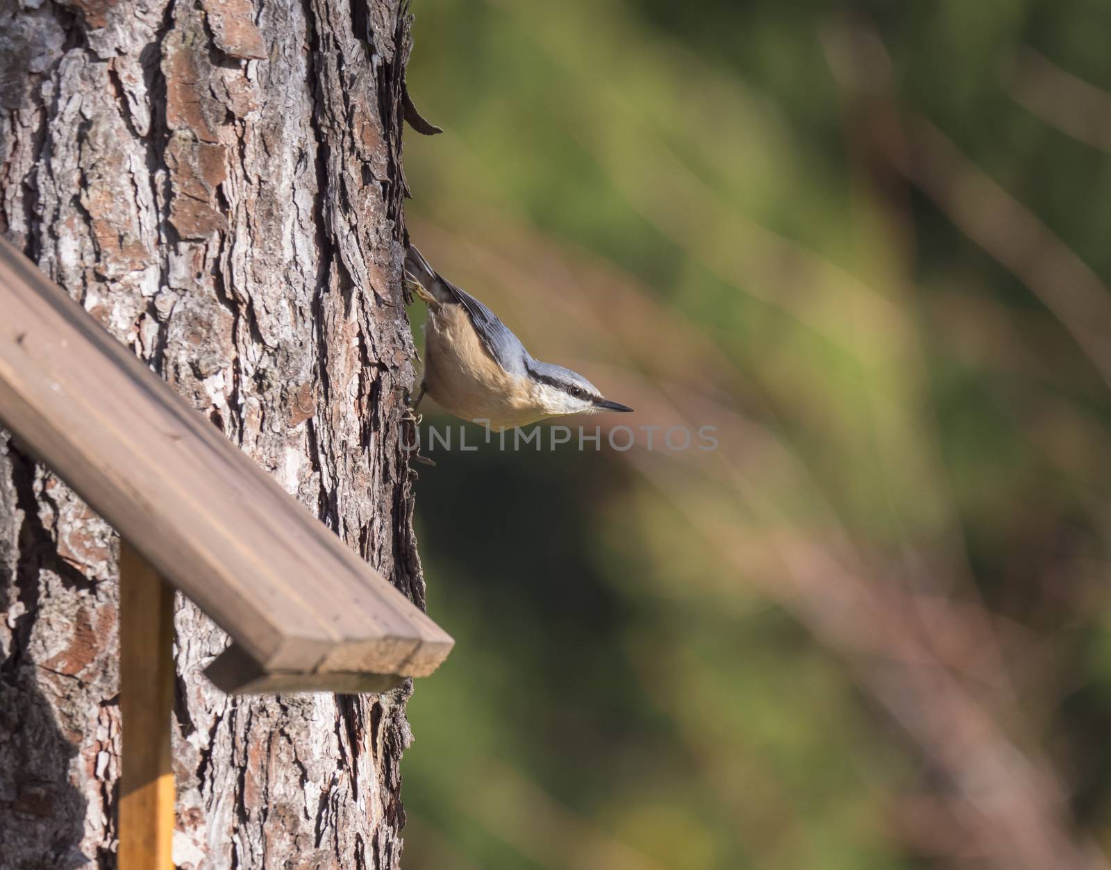 Close up wood Nuthatch or Eurasian nuthatch, climbing on larch tree trunk with head down. Green bokeh background, copy space. by Henkeova