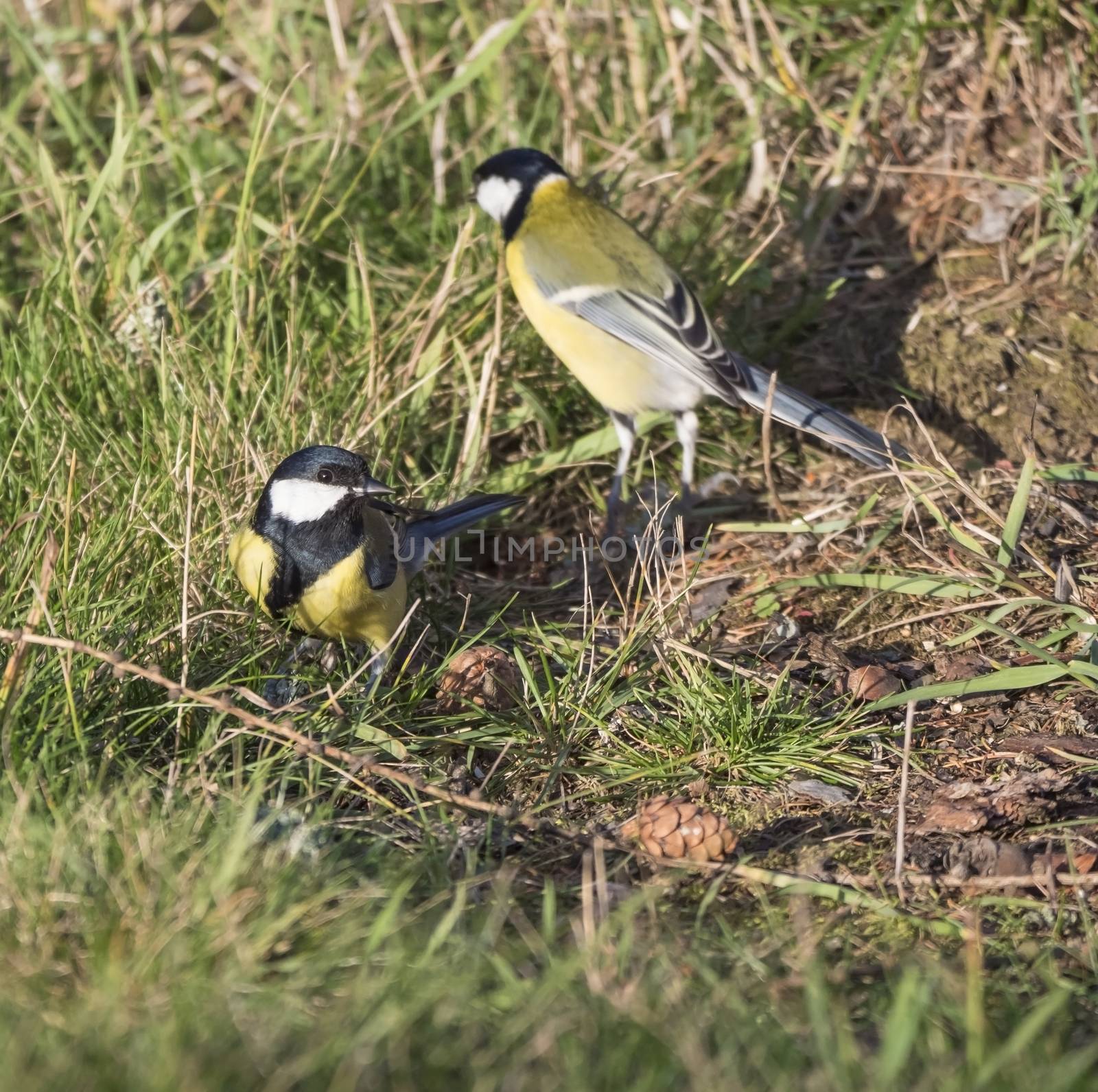 Close up two Great tit, Parus major birds on lush geen grass, selective focus, copy space