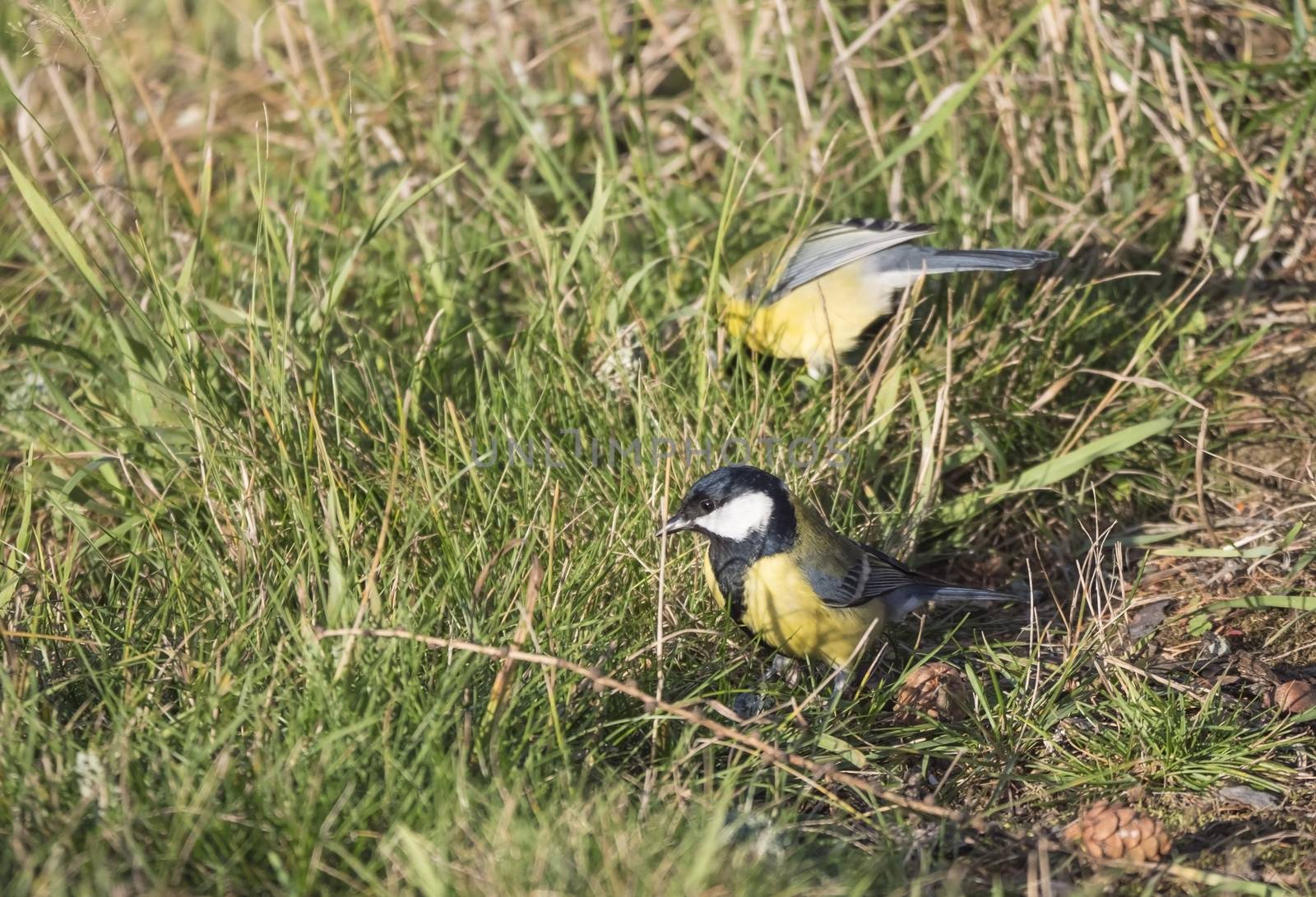Close up two Great tit, Parus major birds on lush geen grass, selective focus, copy space. by Henkeova