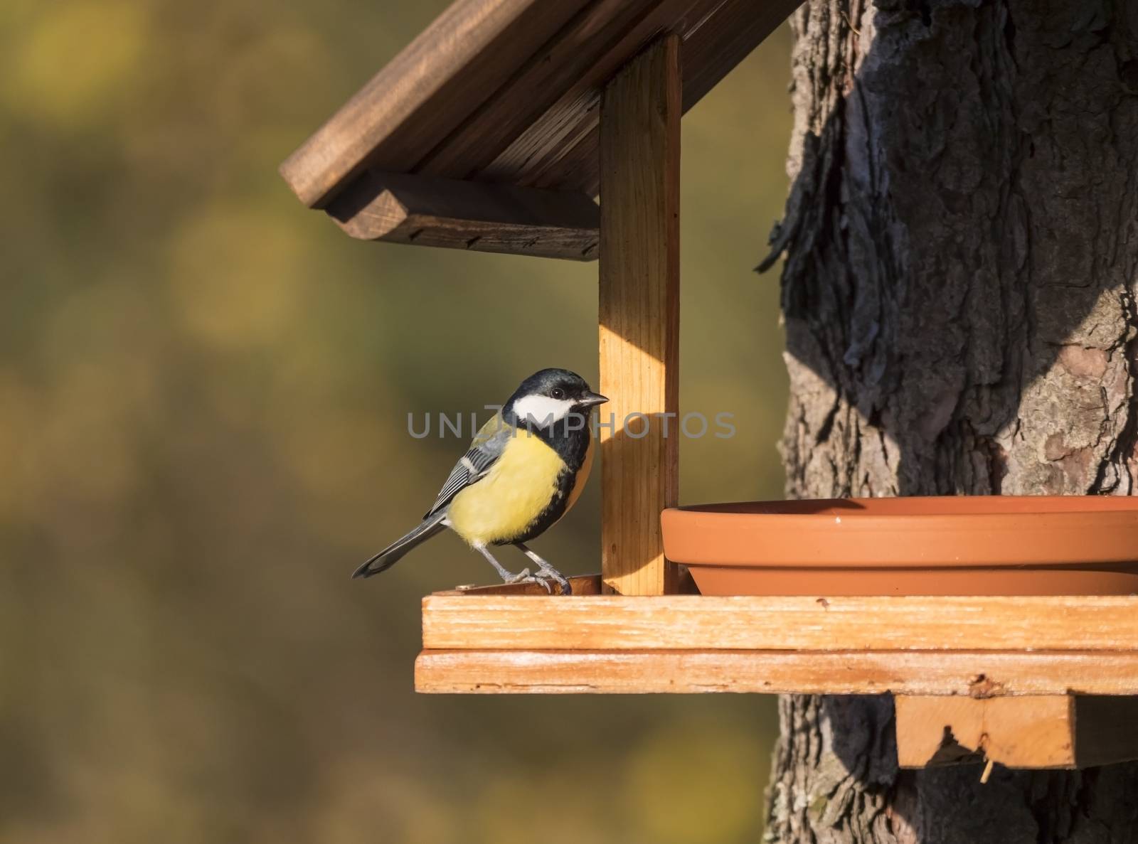 Close up Great tit, Parus major bird perched on feeder bird table, bokeh background, copy space. golden hour light.