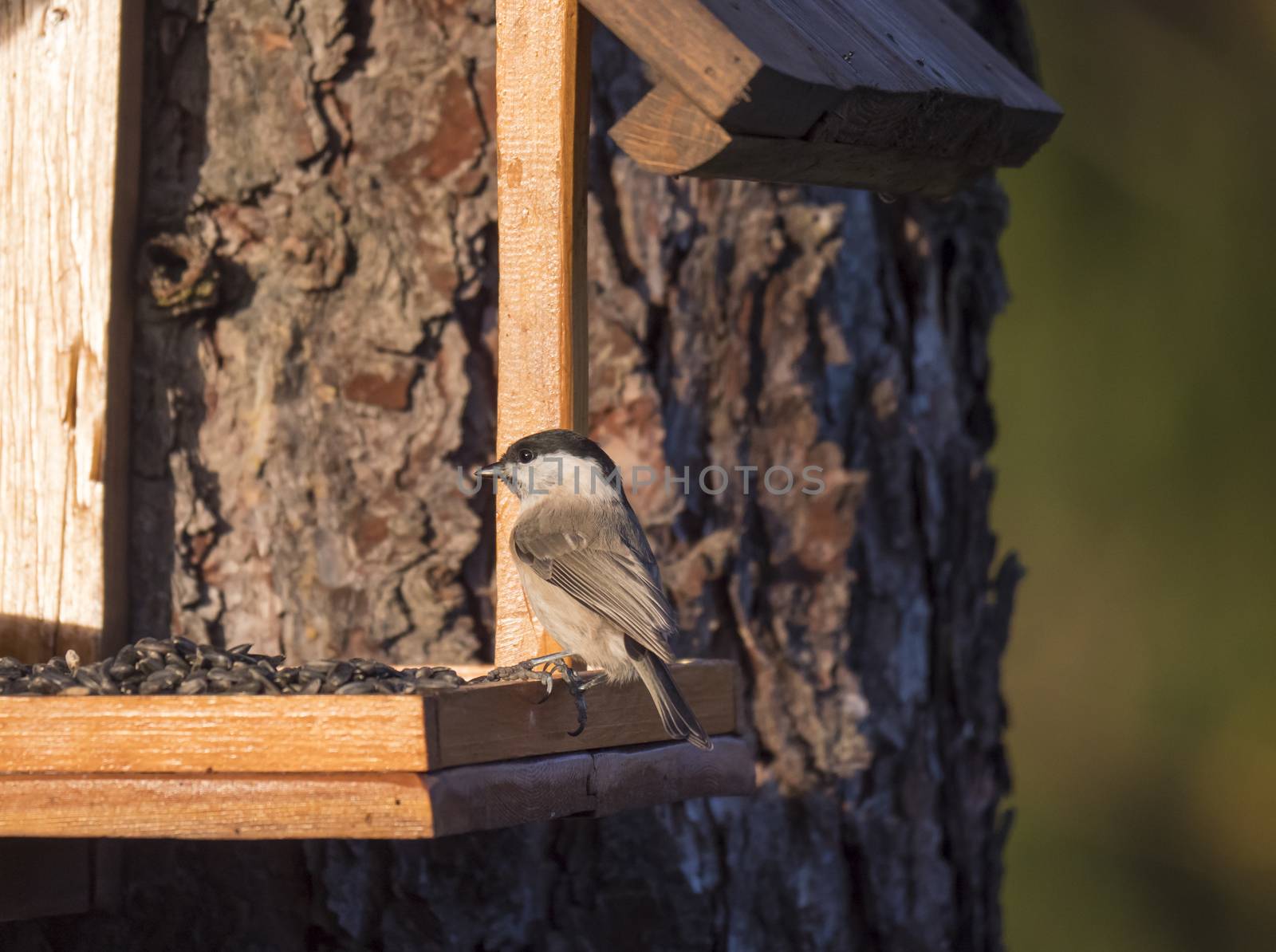 Close up Great tit, Parus major bird perched on feeder bird table, bokeh background, copy space. golden hour light by Henkeova