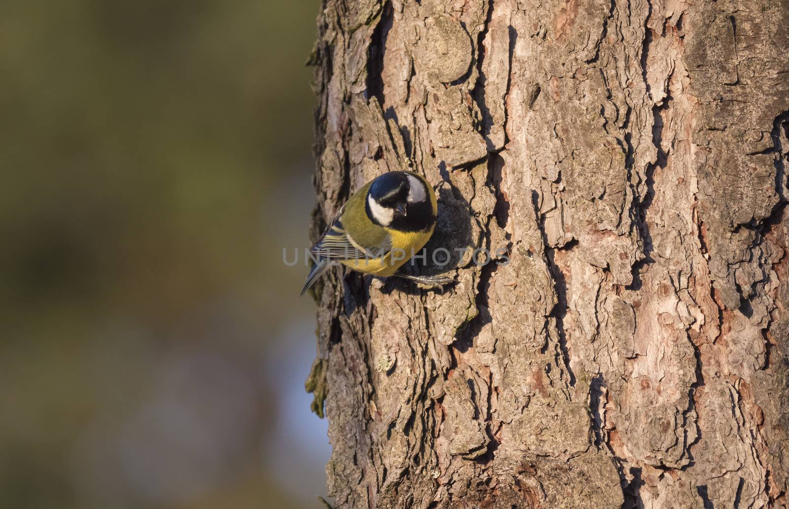 Close up Great tit, Parus major bird looking from larch tree trunk with head down. Green bokeh background, copy space