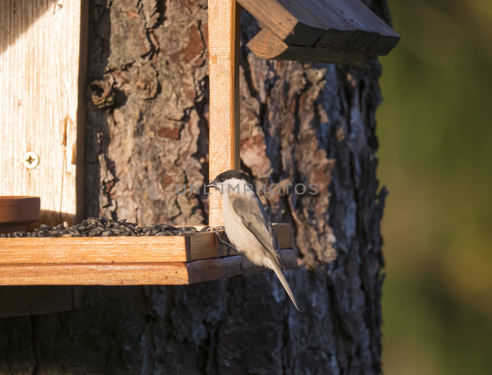 Close up marsh tit, Poecile palustris bird perched on feeder bird table on tree trunk, bokeh background, copy space. golden hour light by Henkeova