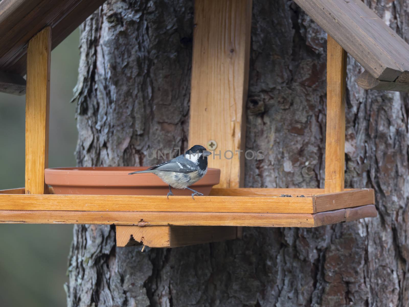 Close up coal tit or cole tit, Periparus ater bird perched on the bird feeder table with sunflower seed. Bird feeding concept. Selective focus