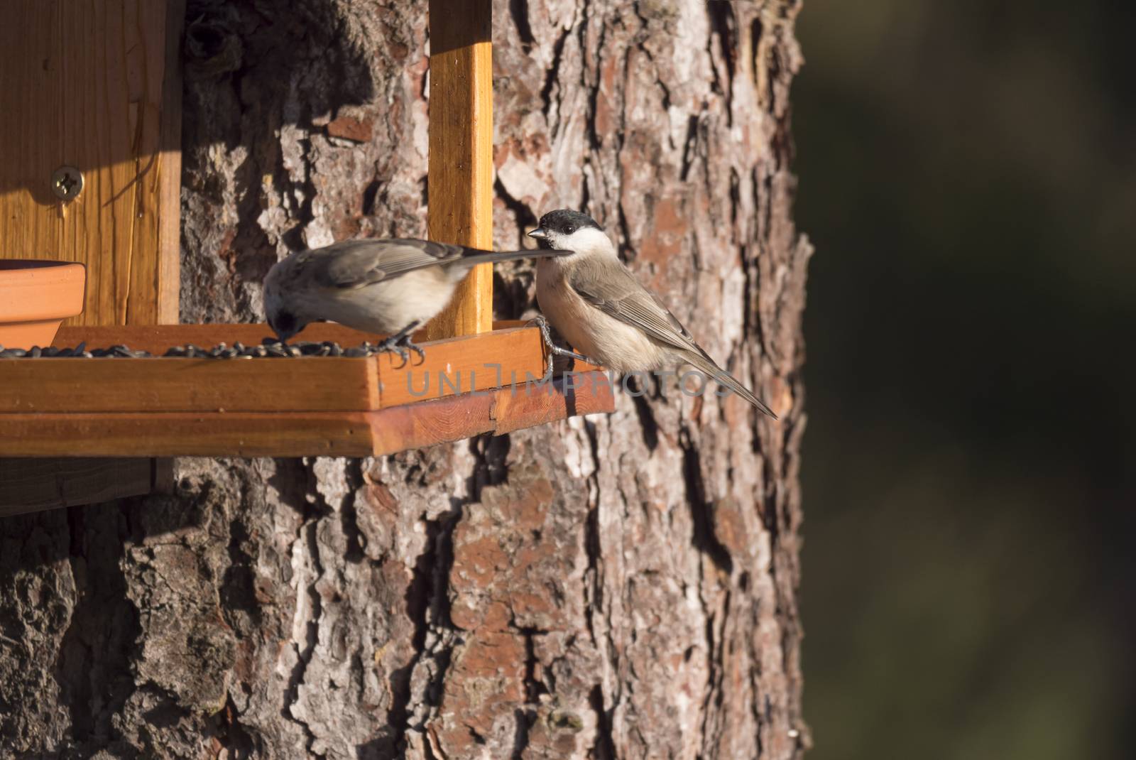 Close up Willow tit, Poecile montanus bird couple perched on the bird feeder table with sunflower seed. Bird feeding concept. Selective focus. by Henkeova