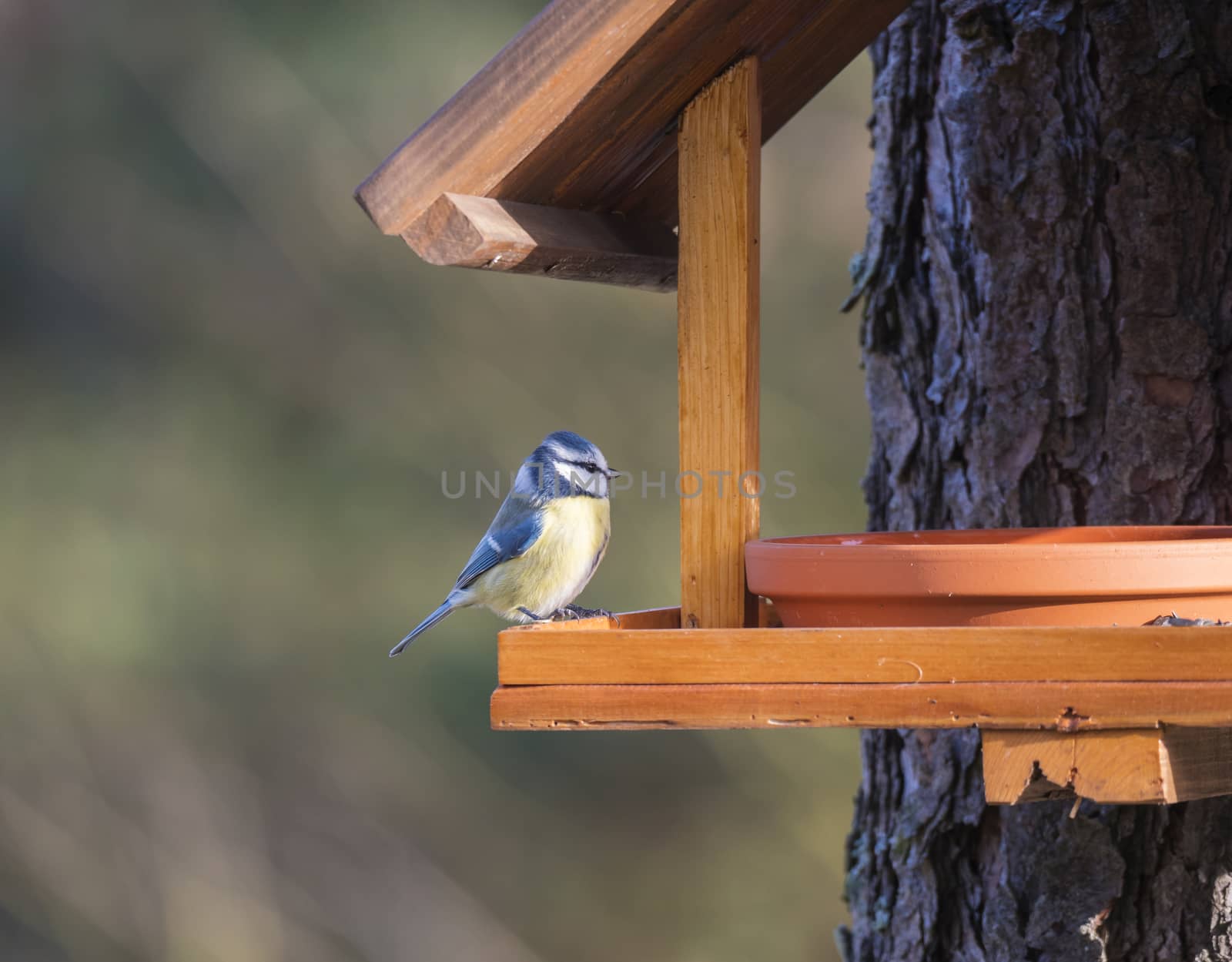 Close up Eurasian blue tit, Cyanistes caeruleus bird perched on the bird feeder table with sunflower seed. Bird feeding concept. Selective focus. by Henkeova