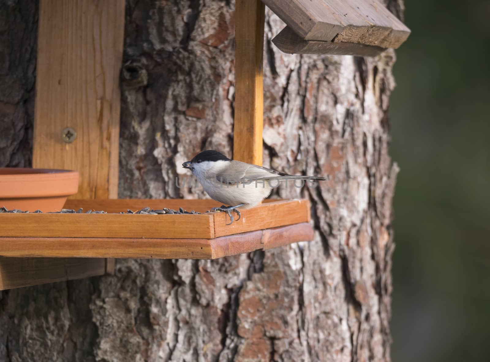 Close up Willow tit, Poecile montanus bird perched on the bird feeder table with sunflower seed. Bird feeding concept. Selective focus. by Henkeova