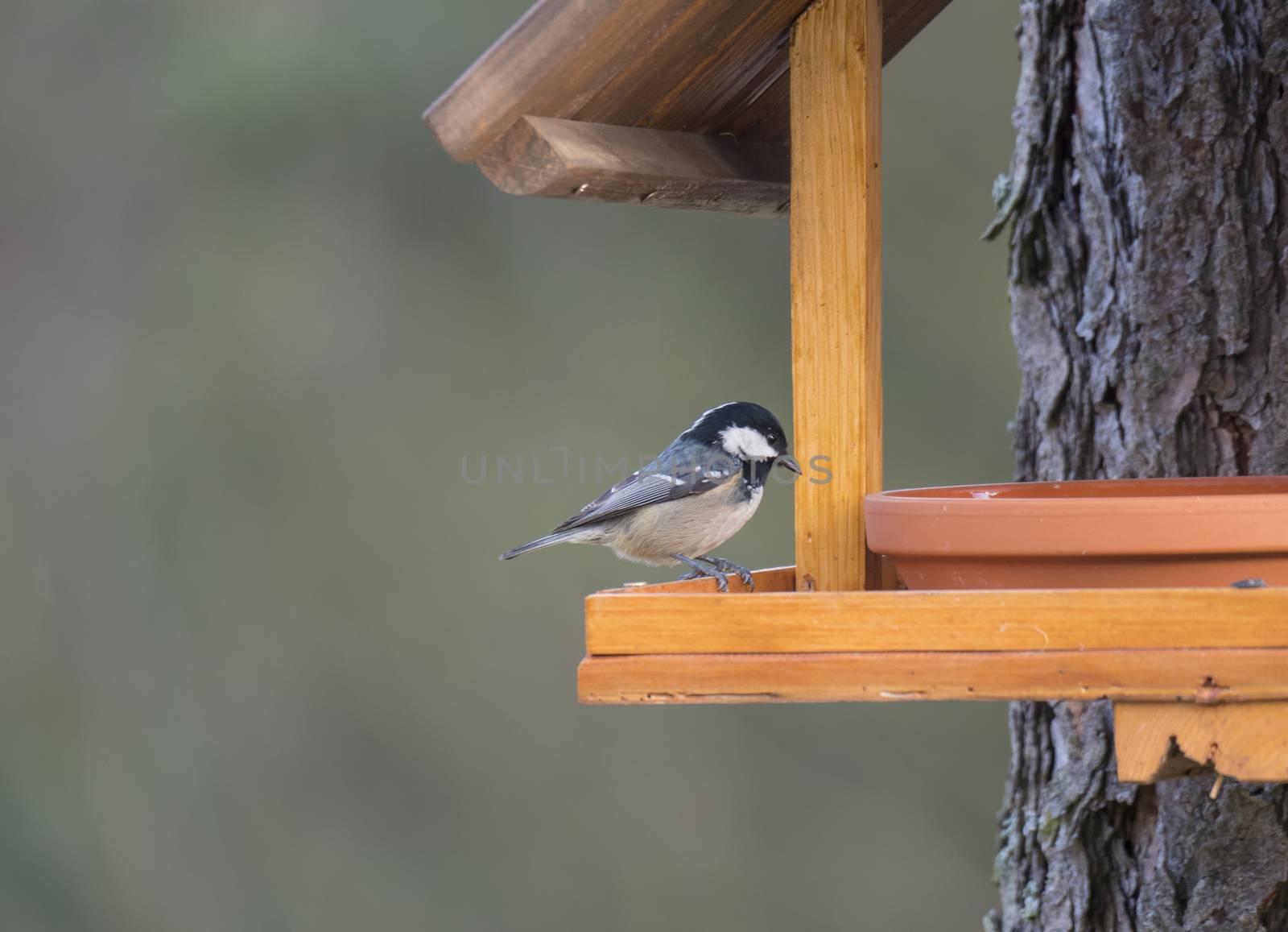 Close up coal tit or cole tit, Periparus ater bird perched on the bird feeder table with sunflower seed. Bird feeding concept. Selective focus. by Henkeova