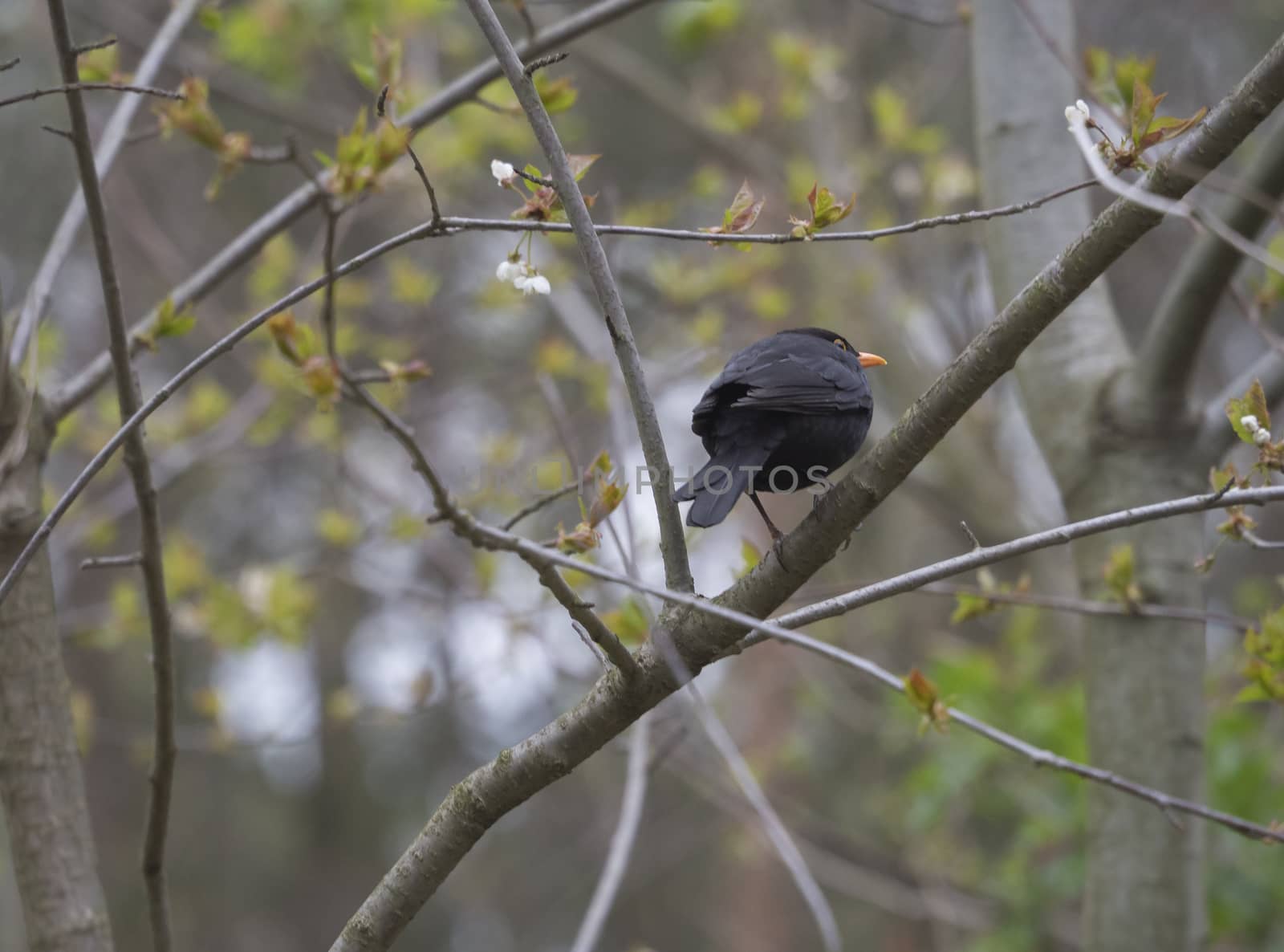 The common blackbird, Turdus merula also called Eurasian blackbird sitting on the tree branch, springtime.