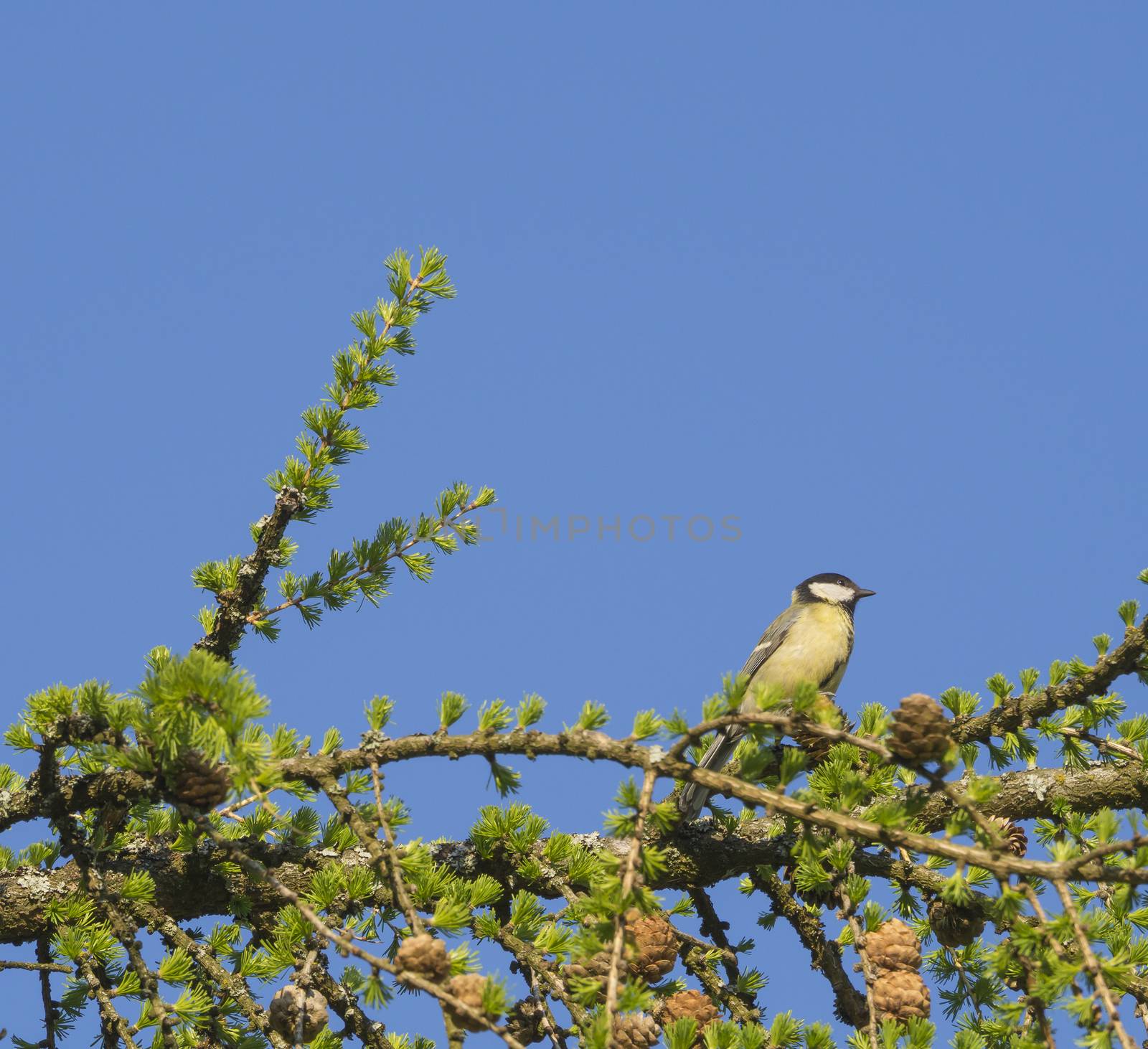 The great tit The great tit Parus major bird sitting on lush spring green larch tree branch, blue sky background, copy space