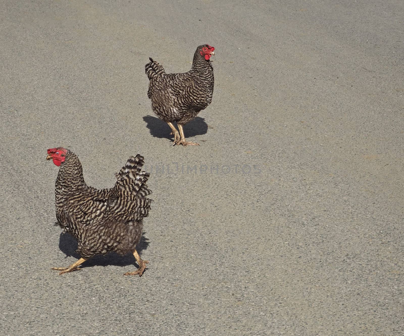 two young gray chicken hen on a grey background walking opposite direction