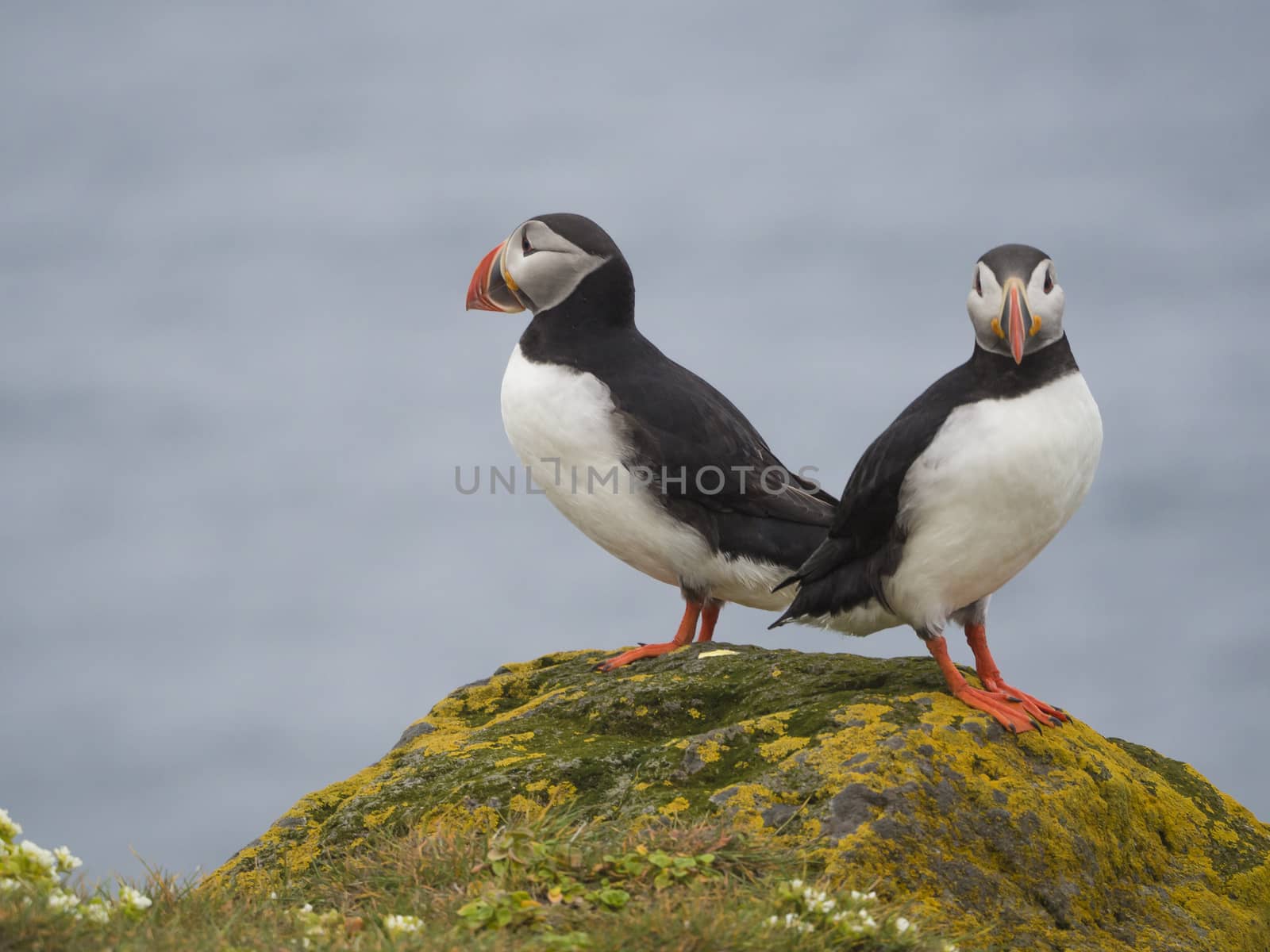couple of close up Atlantic puffins (Fratercula arctica) standing on rock of Latrabjarg bird cliffs, white flowers, blue sea background, selective focus, copy space by Henkeova