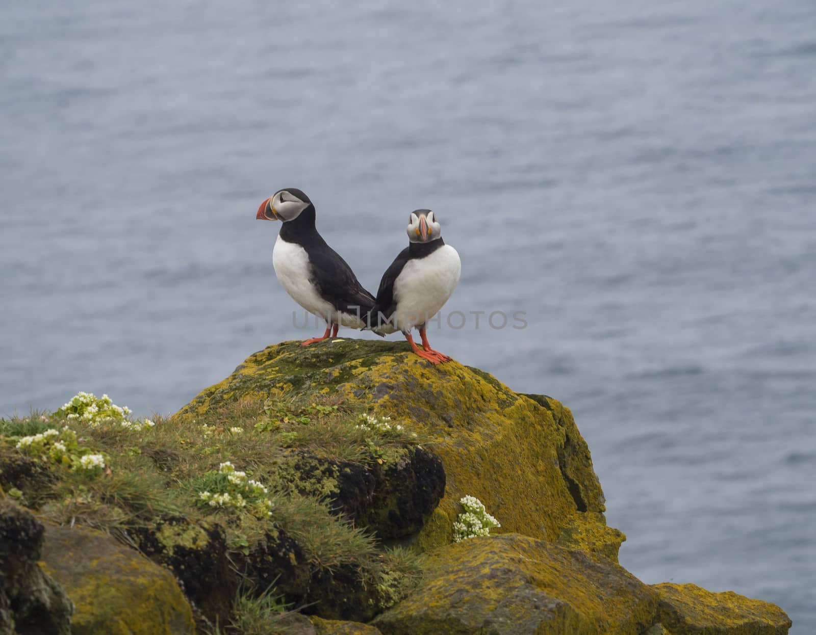 couple of close up Atlantic puffins Fratercula arctica standing on rock of Latrabjarg bird cliffs, white flowers, blue sea background, selective focus, copy space by Henkeova