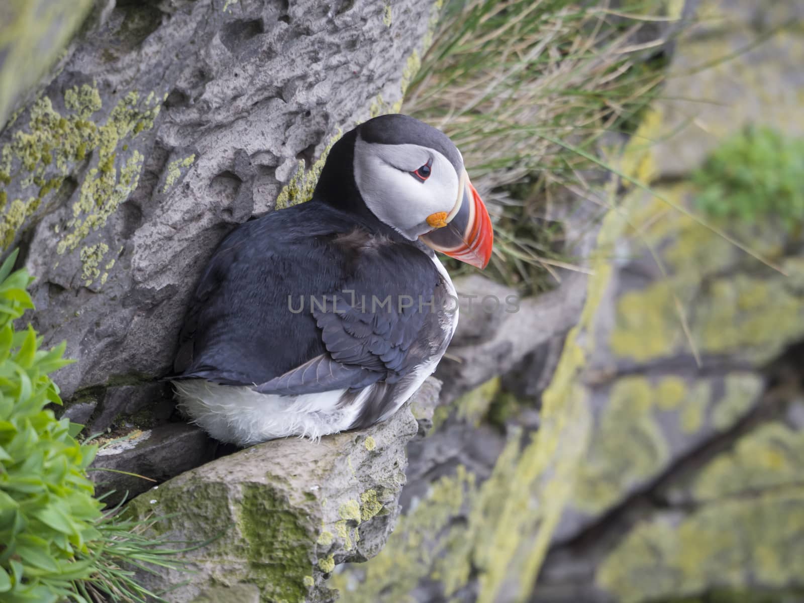 single close up Atlantic puffin (Fratercula arctica) sitting on rock of Latrabjarg bird cliffs, green grass and sea background, selective focus, copy space