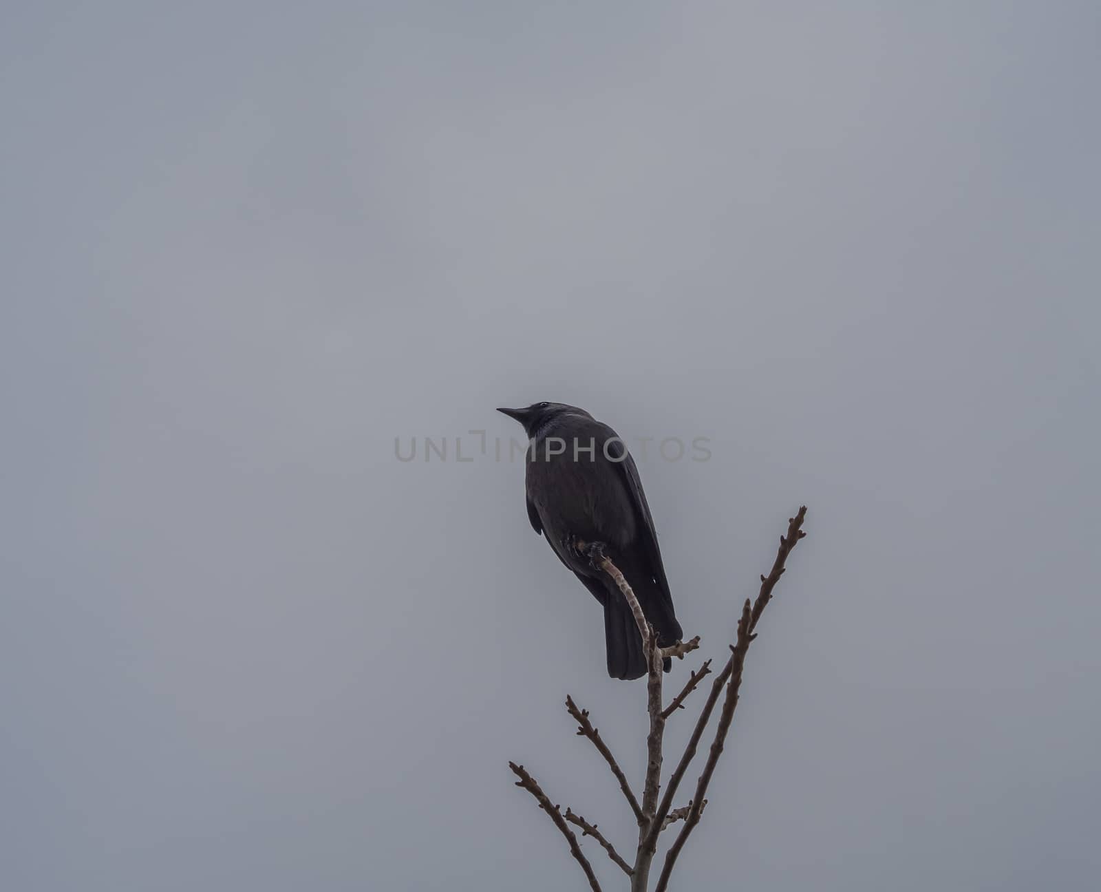 close up black raven crow sitting on the bare tree branch on gray sky winter background by Henkeova