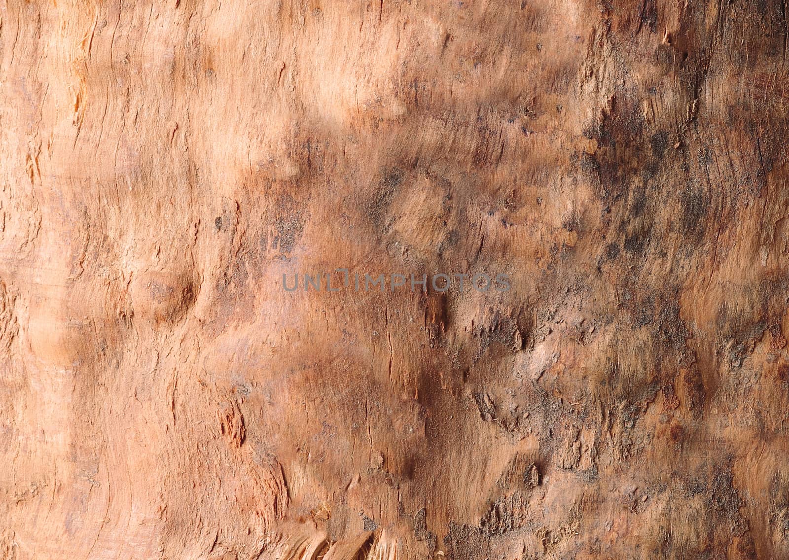 Tree trunk without bark background or texture