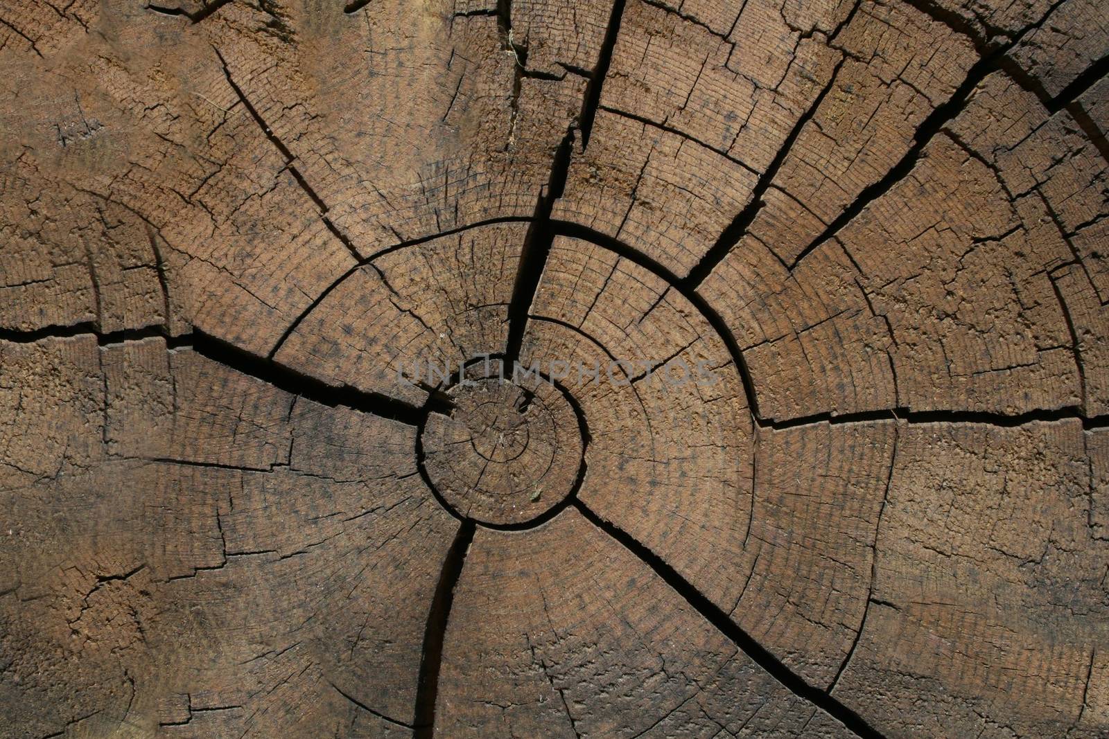 A cut of an old log with cracks close-up